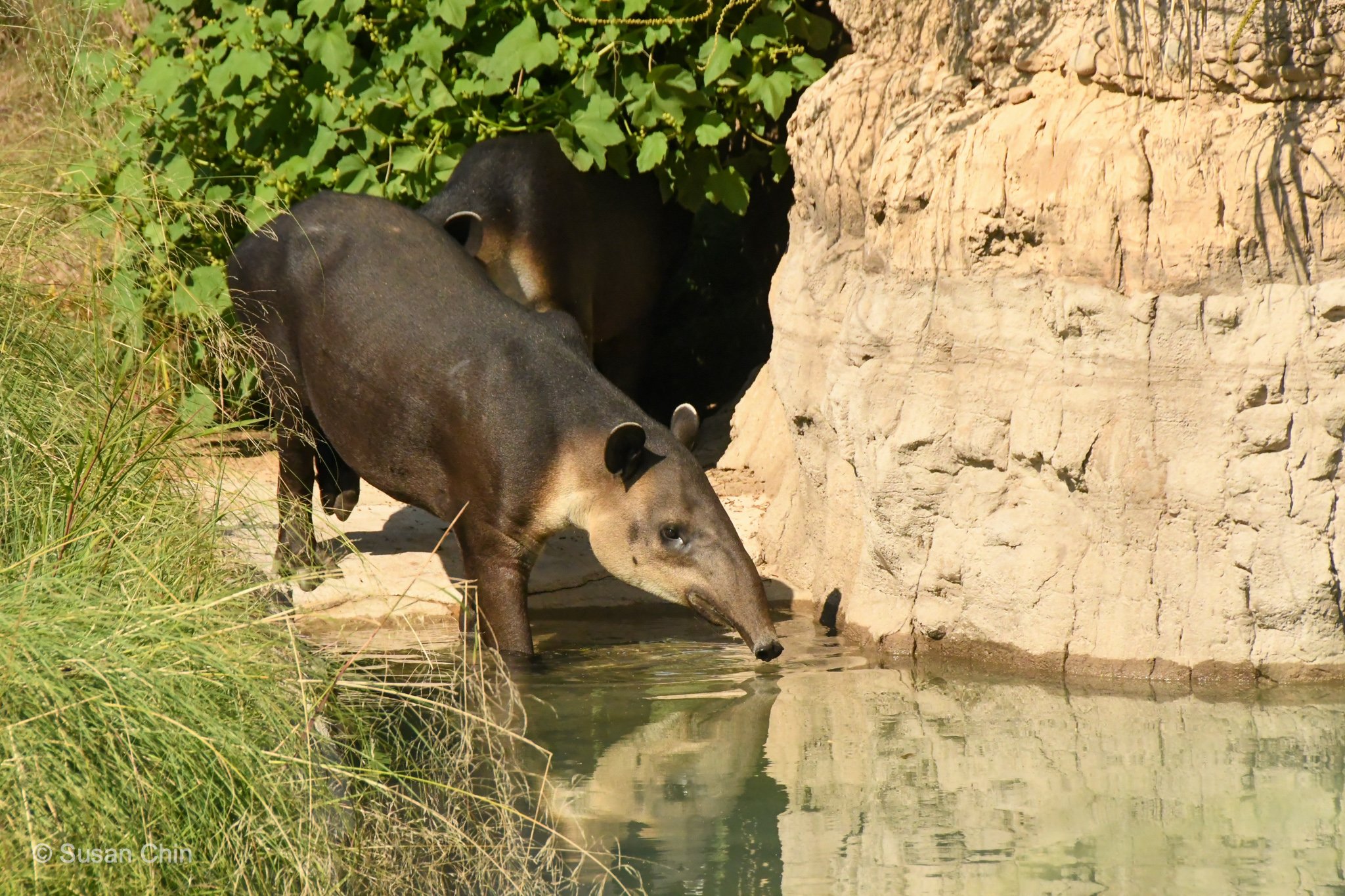 CHIN_HZ_Pantanal 20_10_07_4347.jpg