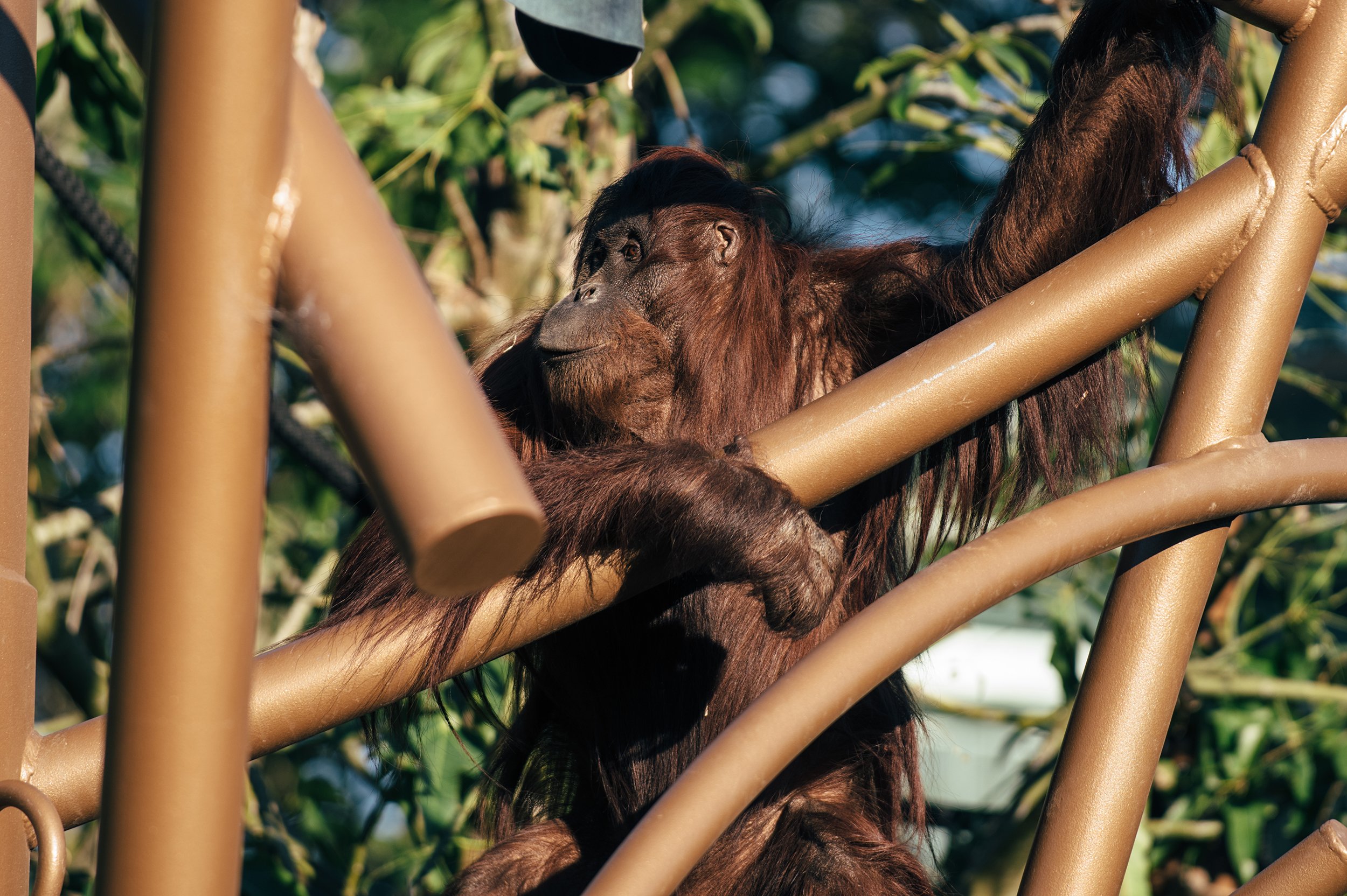 AucklandZoo_PrimateHabitat_FirstVisitors_0912_DS8_9276w.jpg