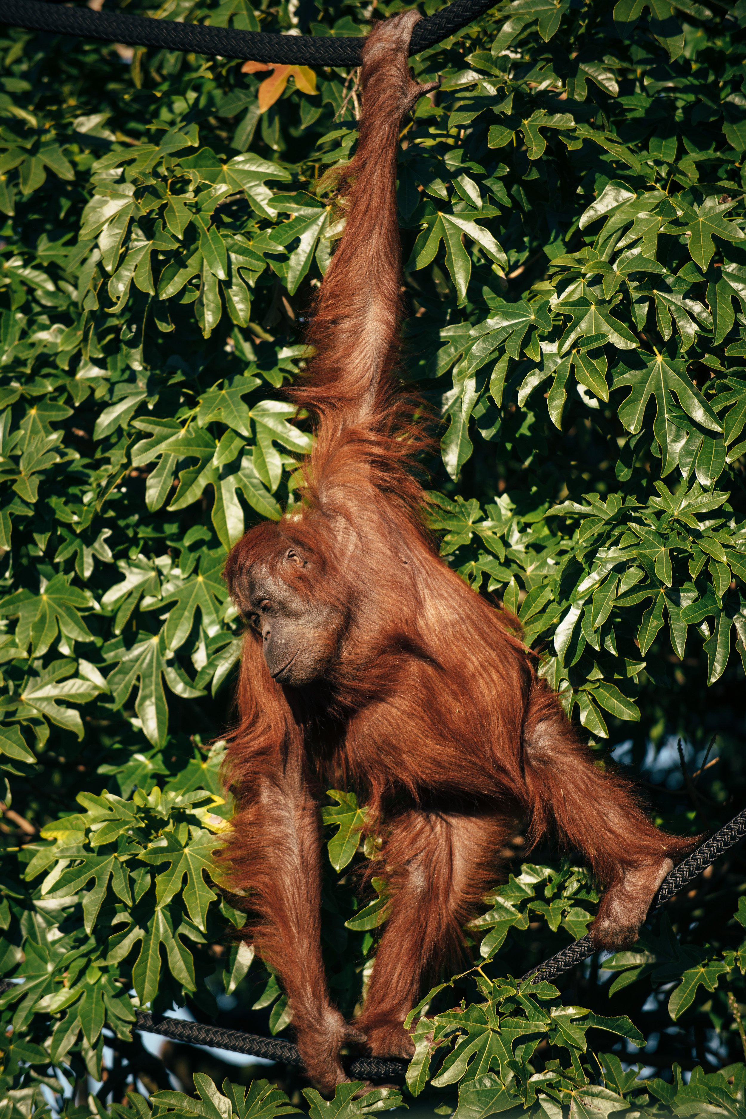 AucklandZoo_PrimateHabitat_FirstVisitors_0914_DS8_9317w.jpg