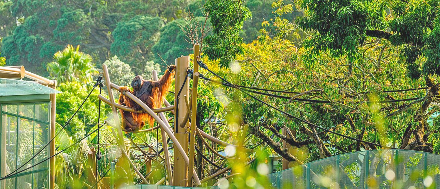 orangutan-high-canopy-habitat-hero-w.jpg