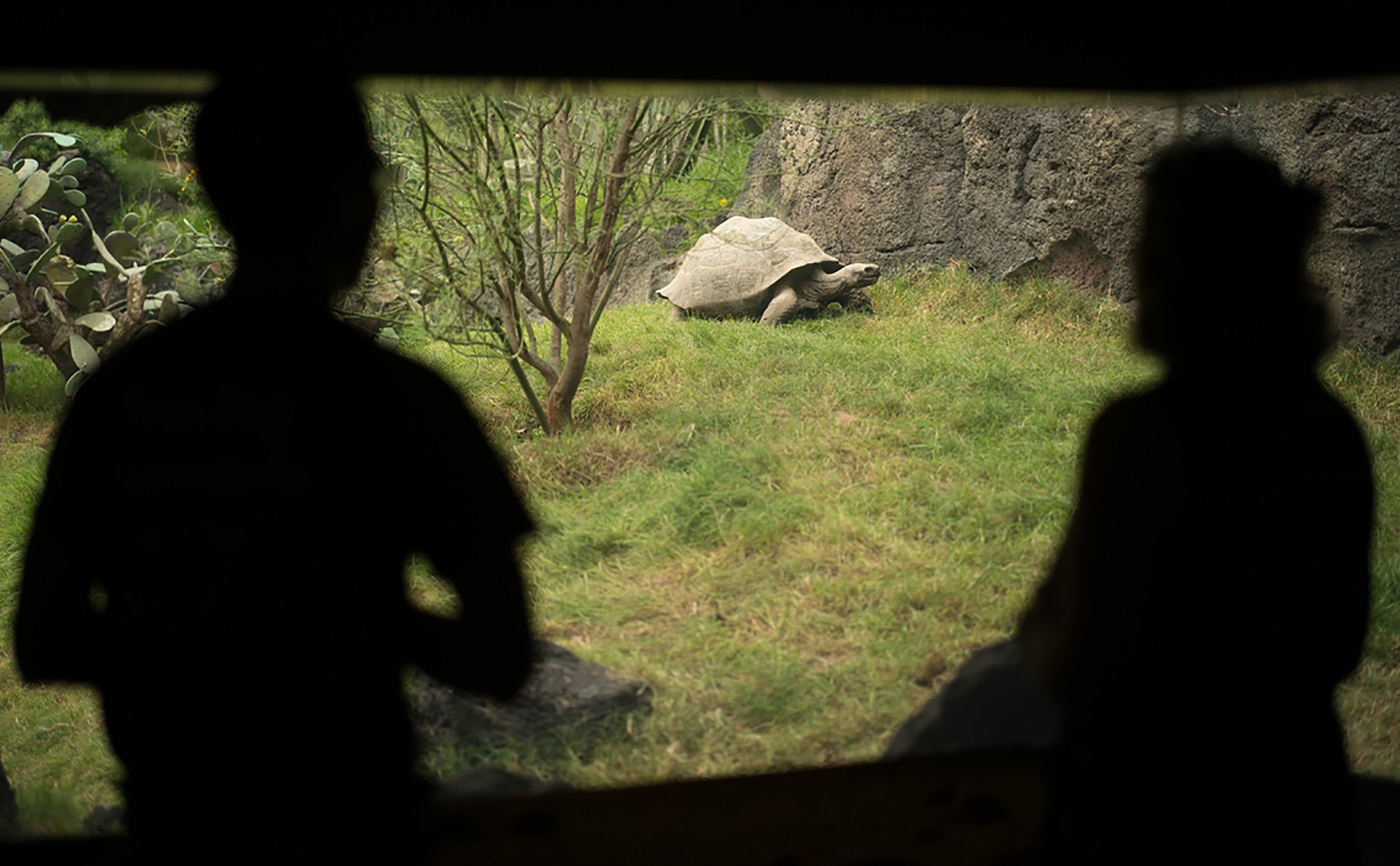   Photo: D. Ortiz, Houston Zoo  