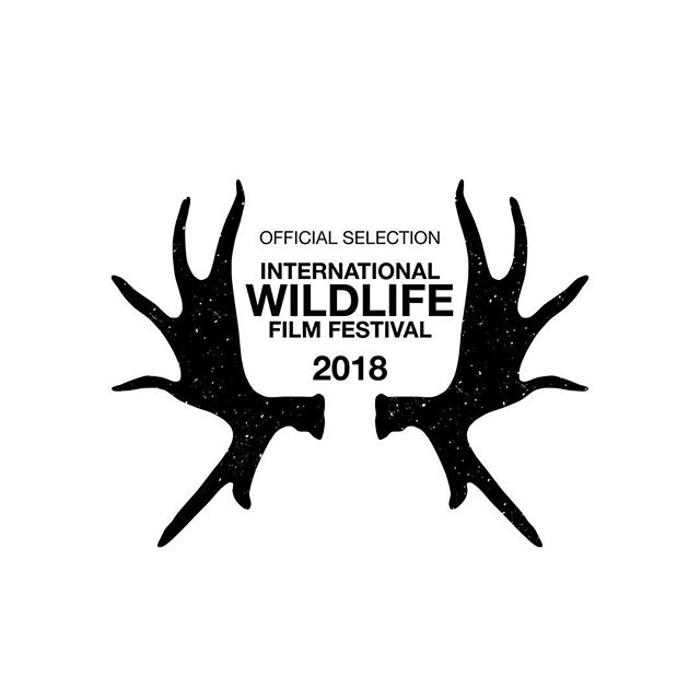 Happy to announce that Mabingwa has been selected to screen at the International Wildlife Film Fest. @wildlifefilmfest #mabingwa #whyilovekenya #documentary