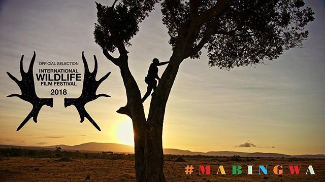 Mabingwa will screen on April, 21 at the International Wildlife Filmfest in Missoula, MT. Check out @wildlifefilmfest for more info! #filmfestival #wildlife #kenya #Mabingwa