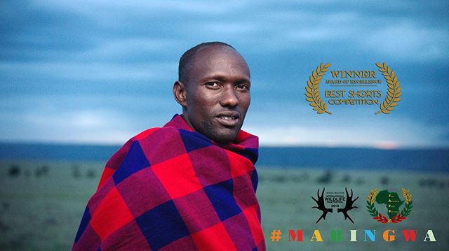 Thanks to @bestshorts for the Award of Excellence in the Nature/Wildlife category! We’ve also been accepted at @theafricanfilmfestival screening Dallas this Summer! #Mabingwa #filmfestival #kenya