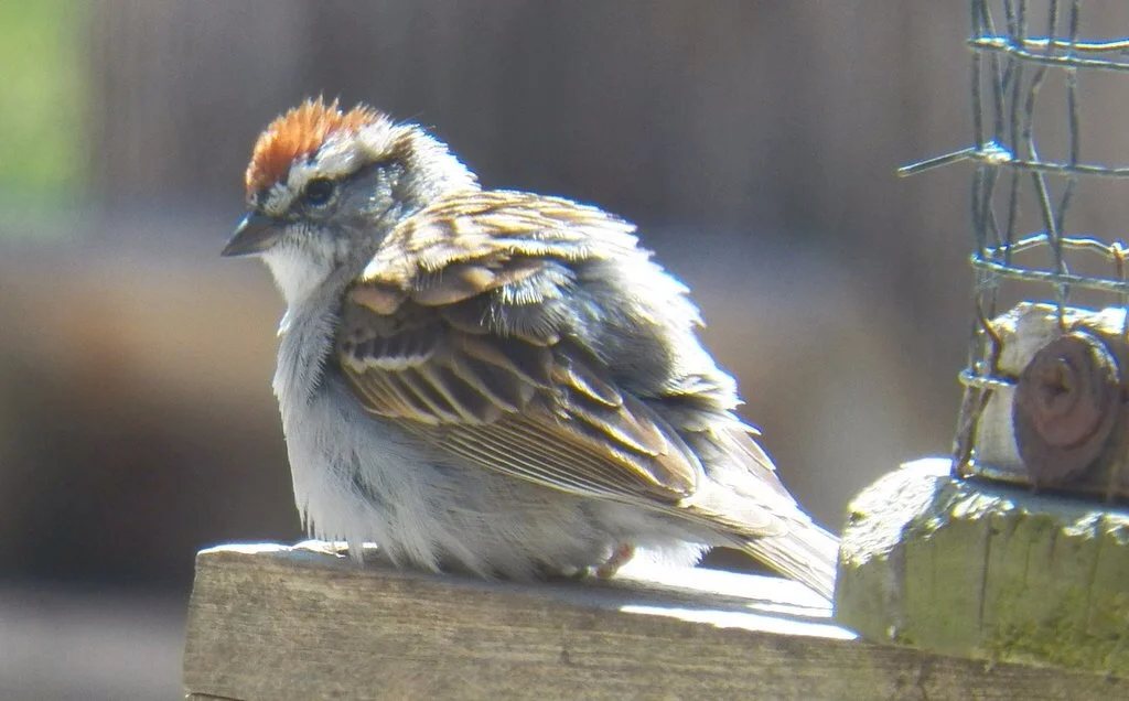 A chipping sparrow.
