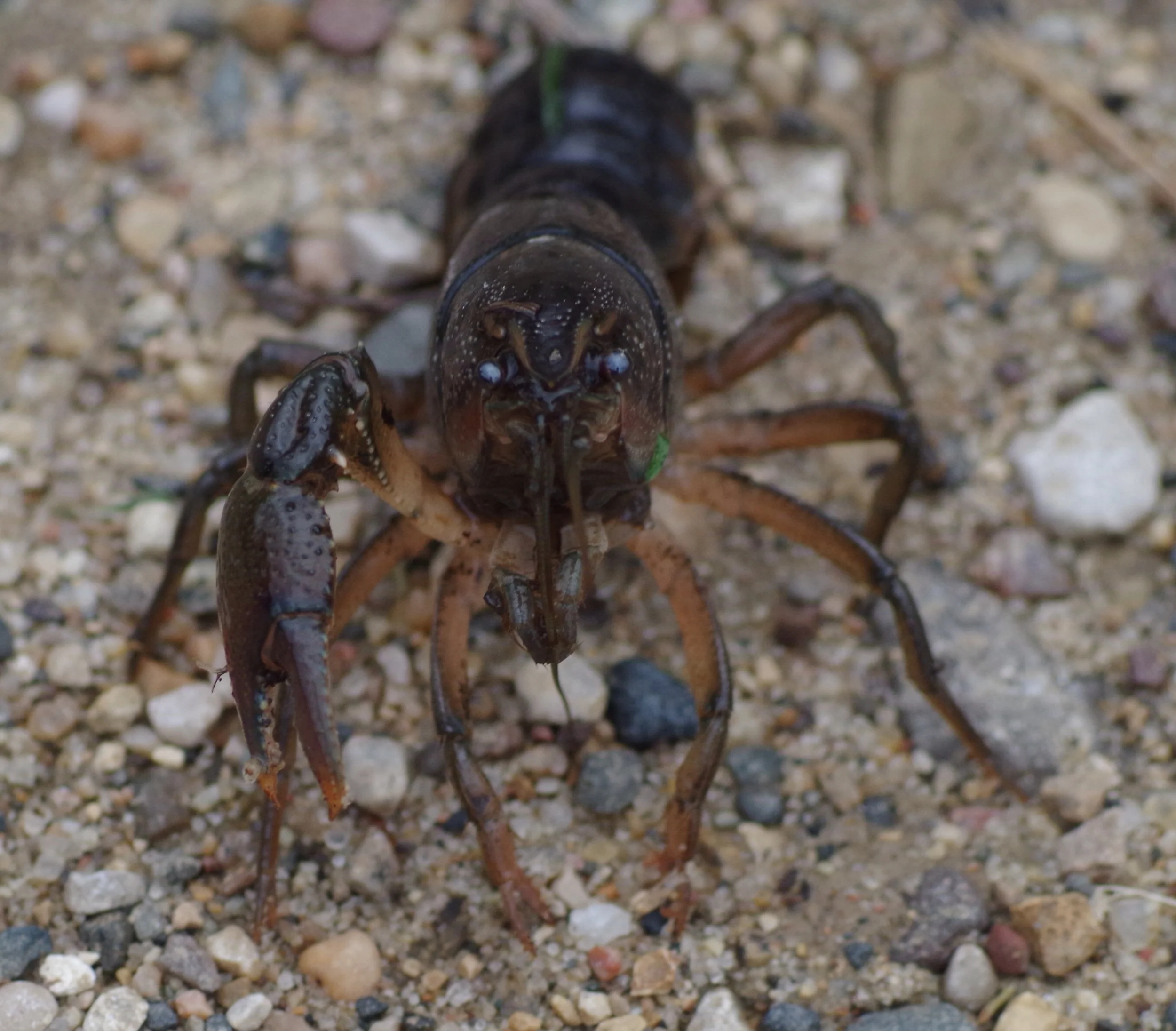 And a crayfish, crawdad, crawfish or mudbug.