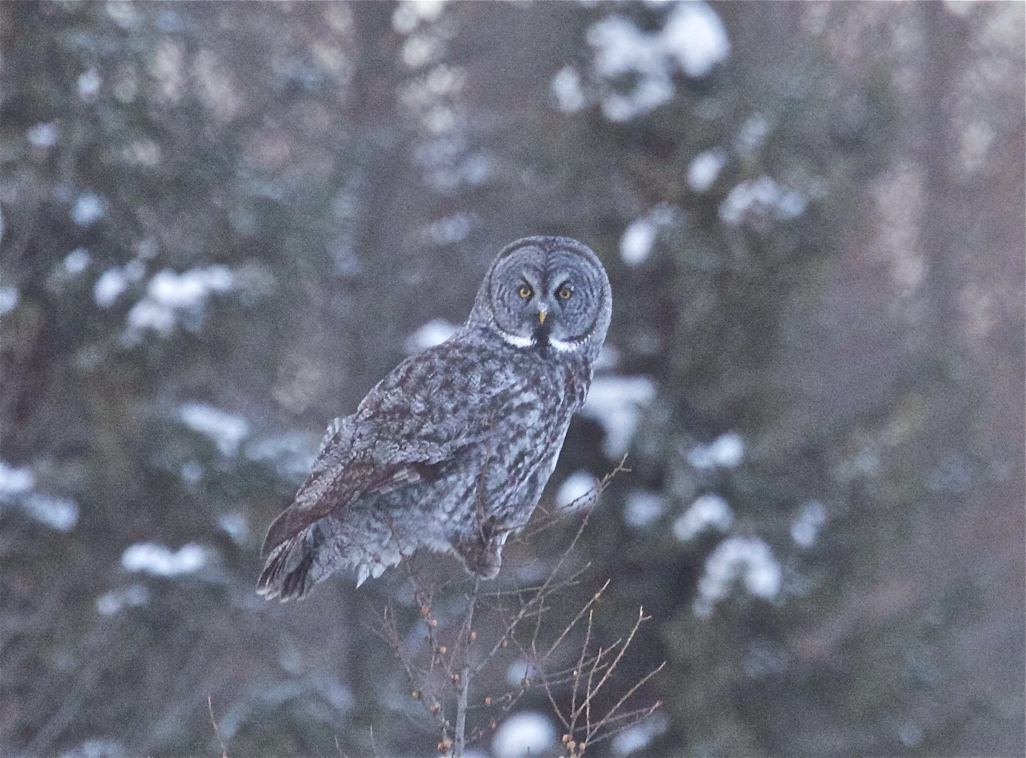 Great gray owl