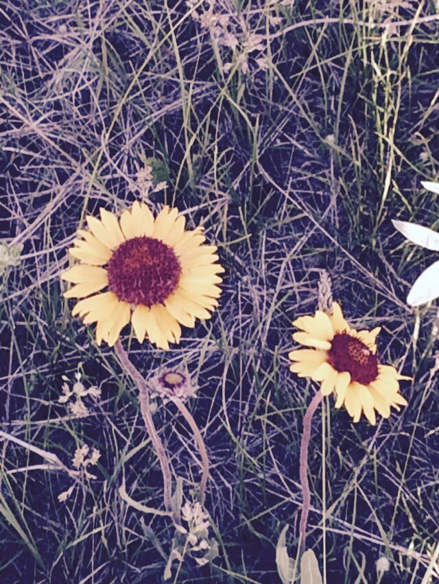 I love blanket flowers.