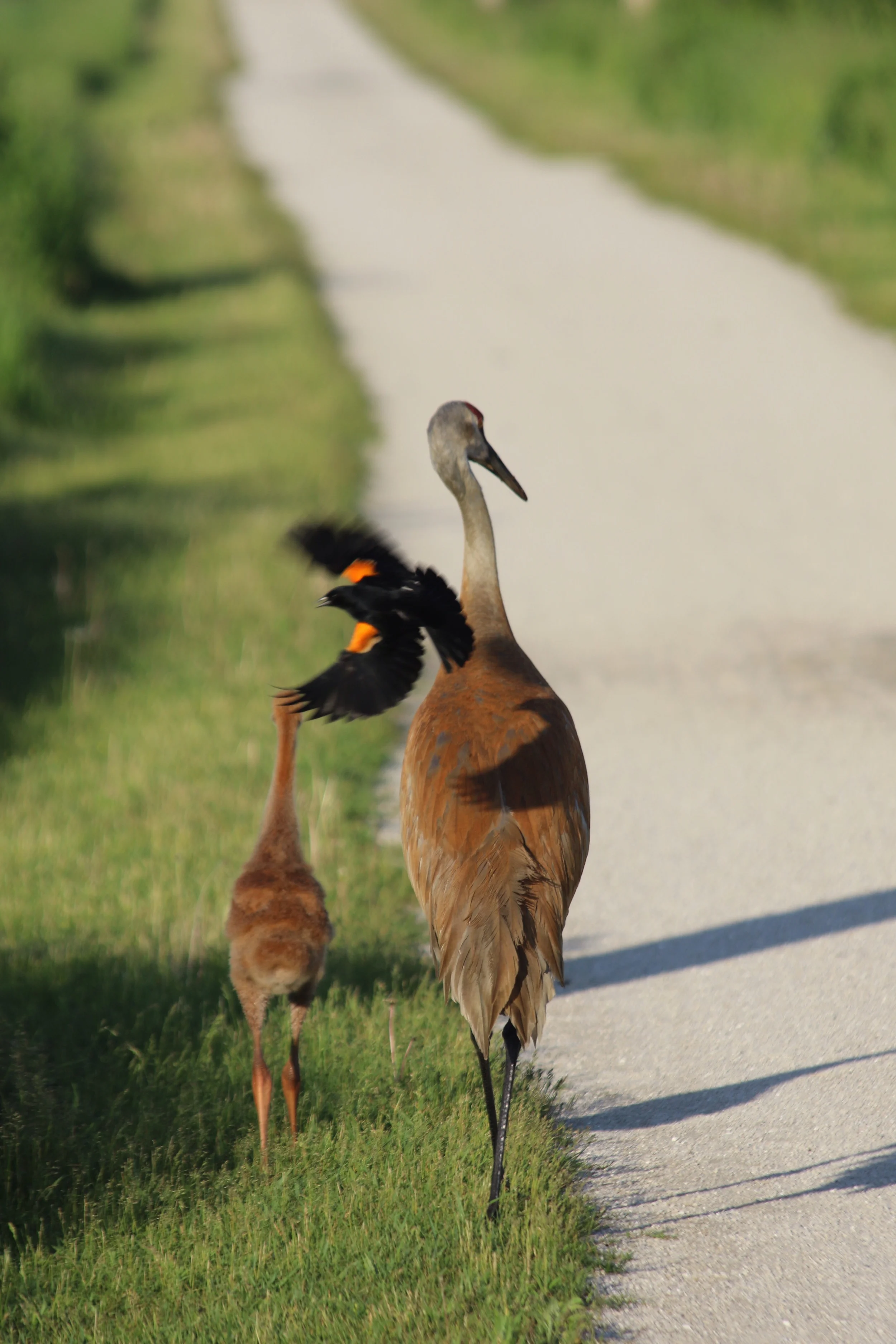 This red-winged blackbird is no fan of cranes.