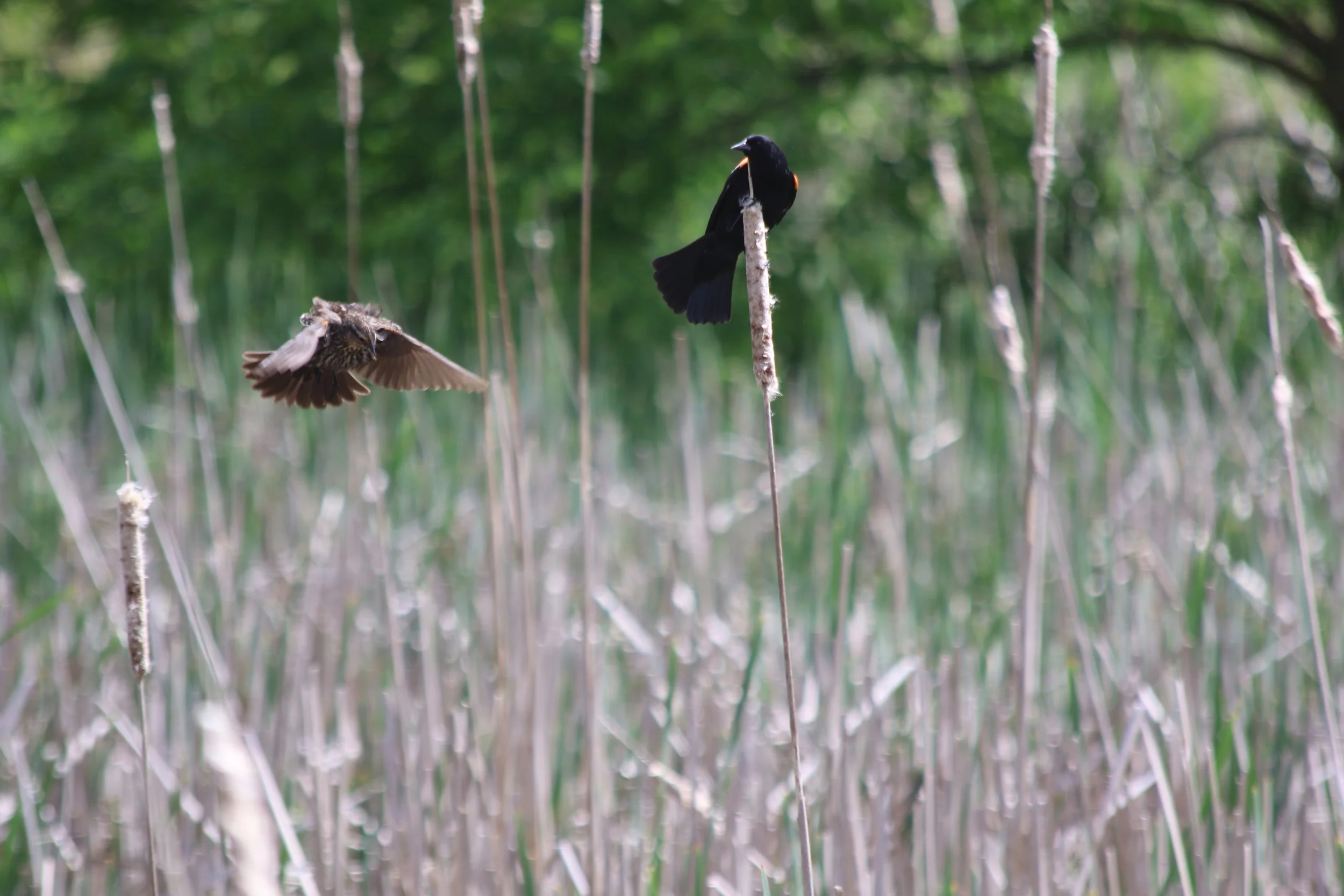 Ma and Pa red-winged blackbird.