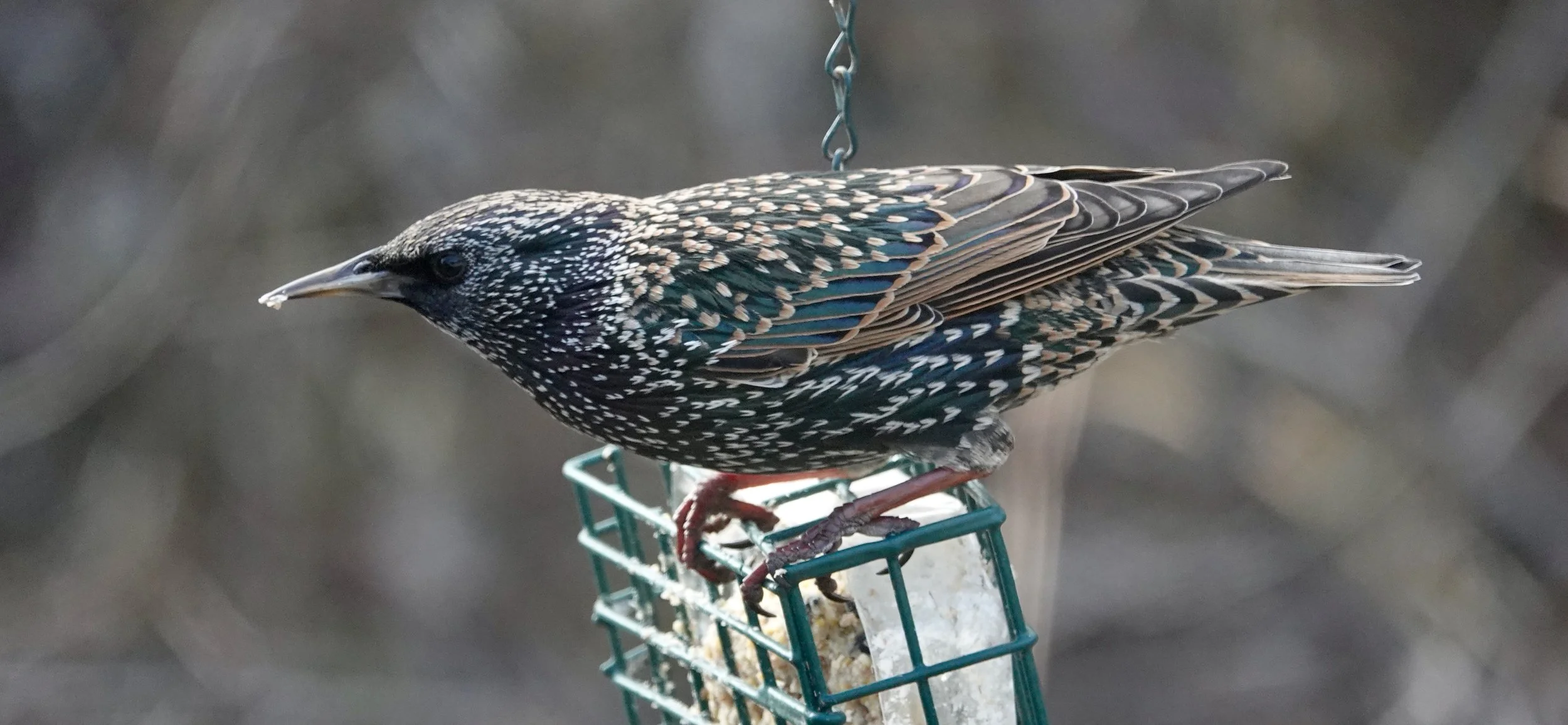 A Starling Is A Pretty Bird Albatt