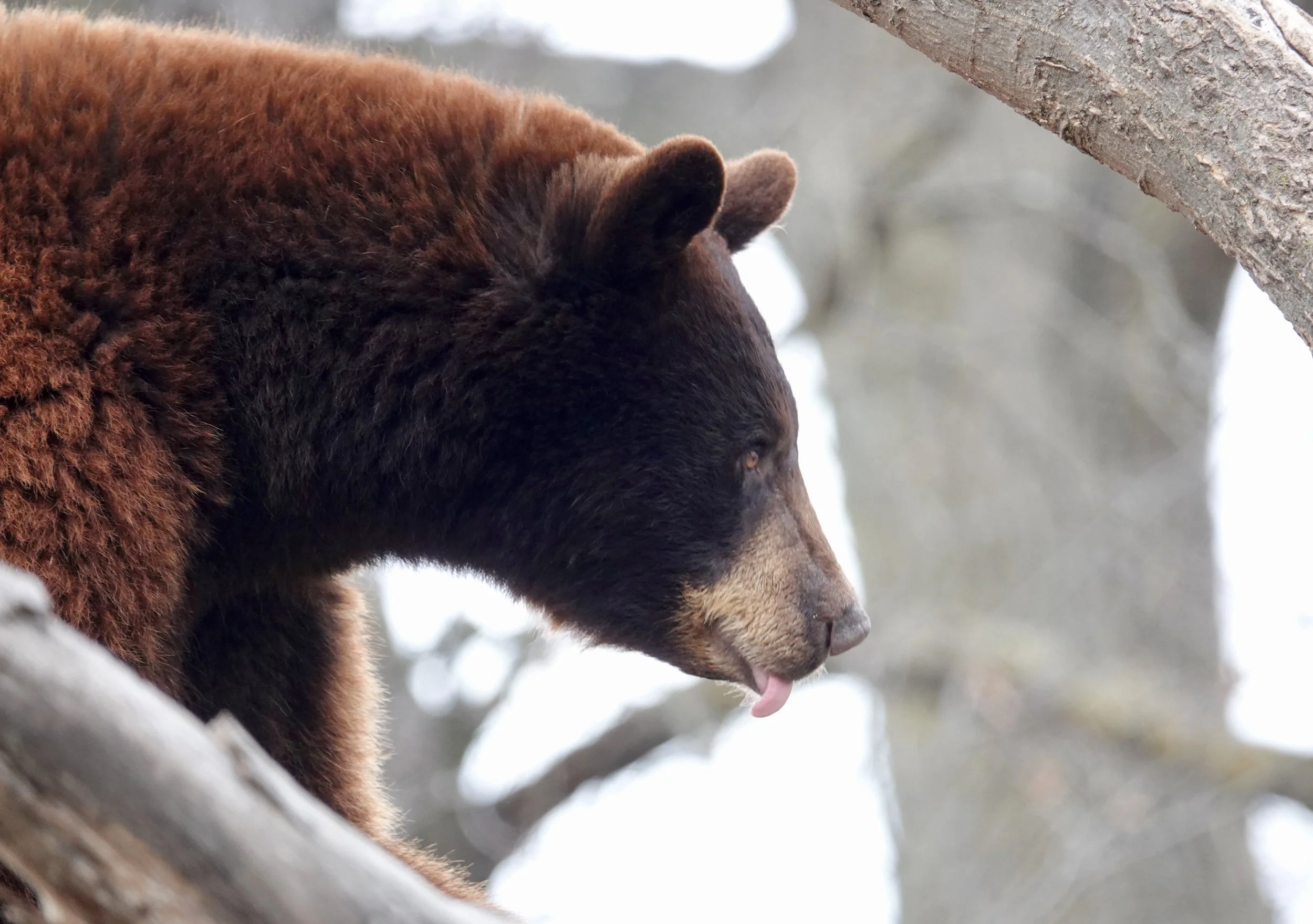 One of the reasons why not many people ride bear back.