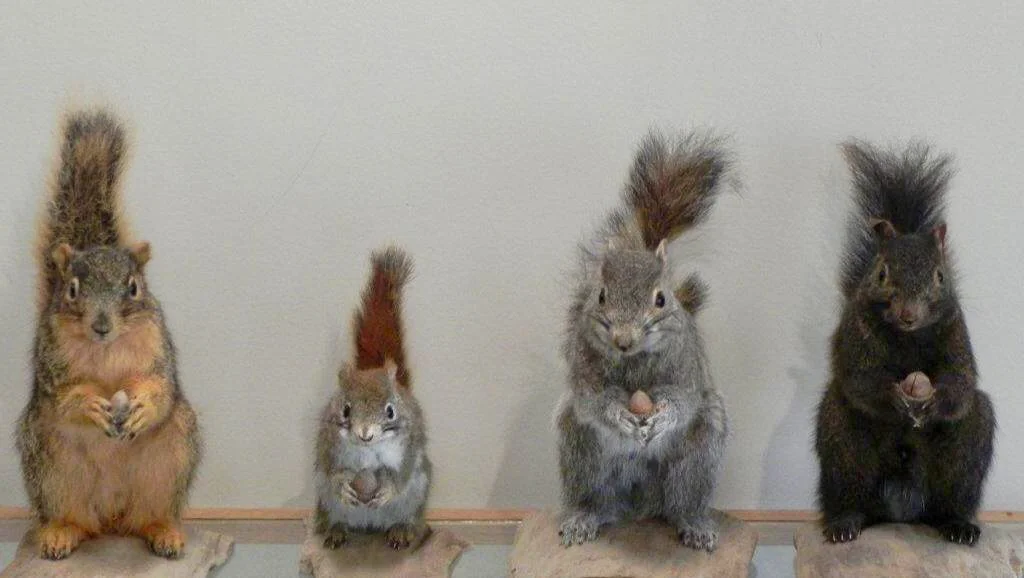 The police lineup from which I pointed out the culprit who had chewed up my new bird feeder.