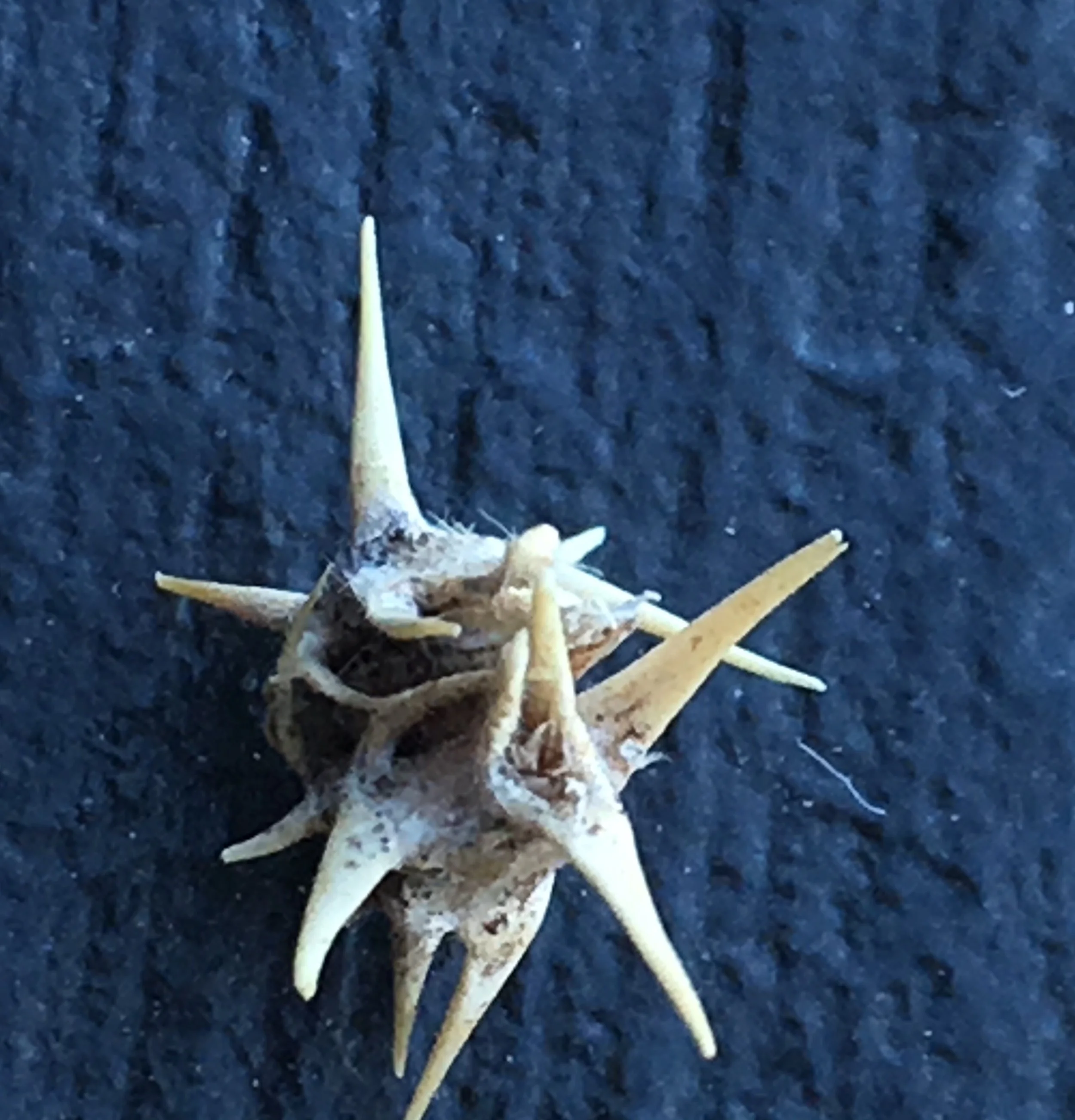 I found a few of these nasty sandburs on my shoelaces while I was walking across Oklahoma. They are treacherous things—the sandburs, not the shoelaces.