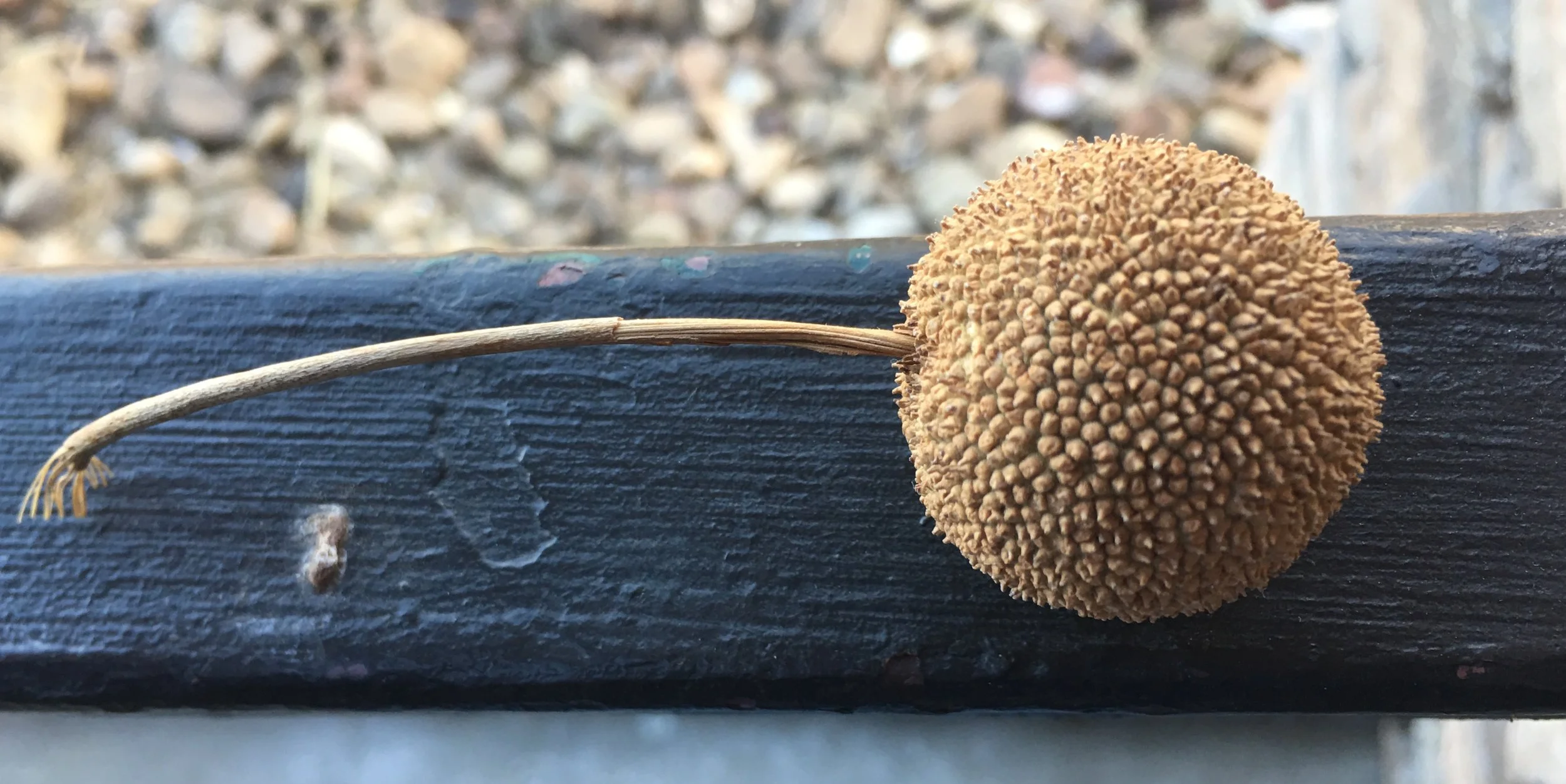 A buttonball from a sycamore tree.