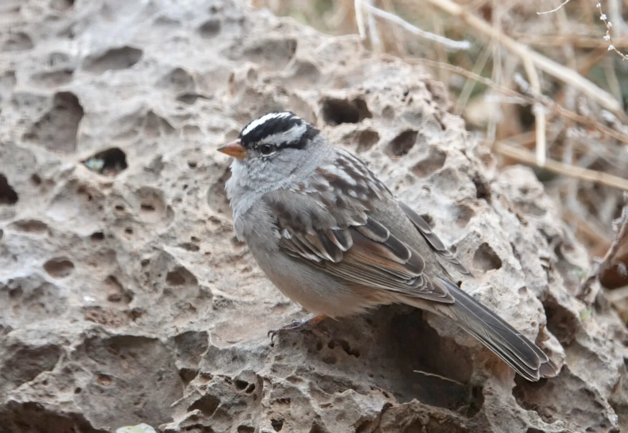 A smartly patterned white-crowned sparrow.