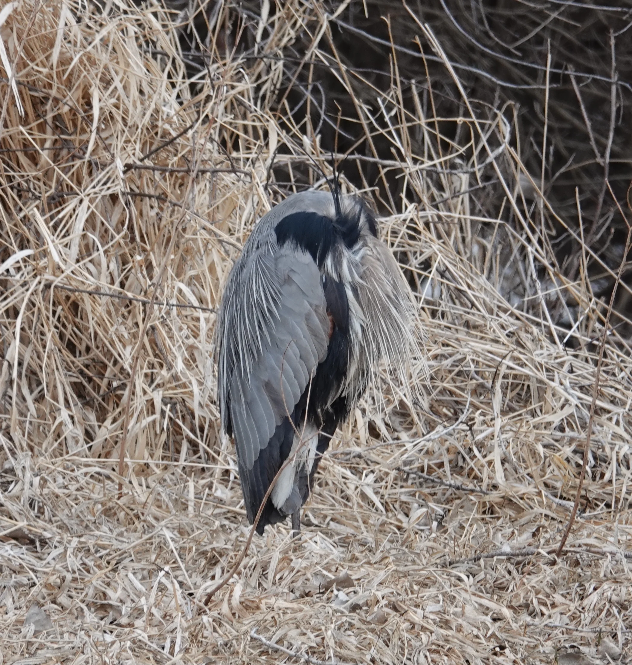 There is a heron head there somewhere.