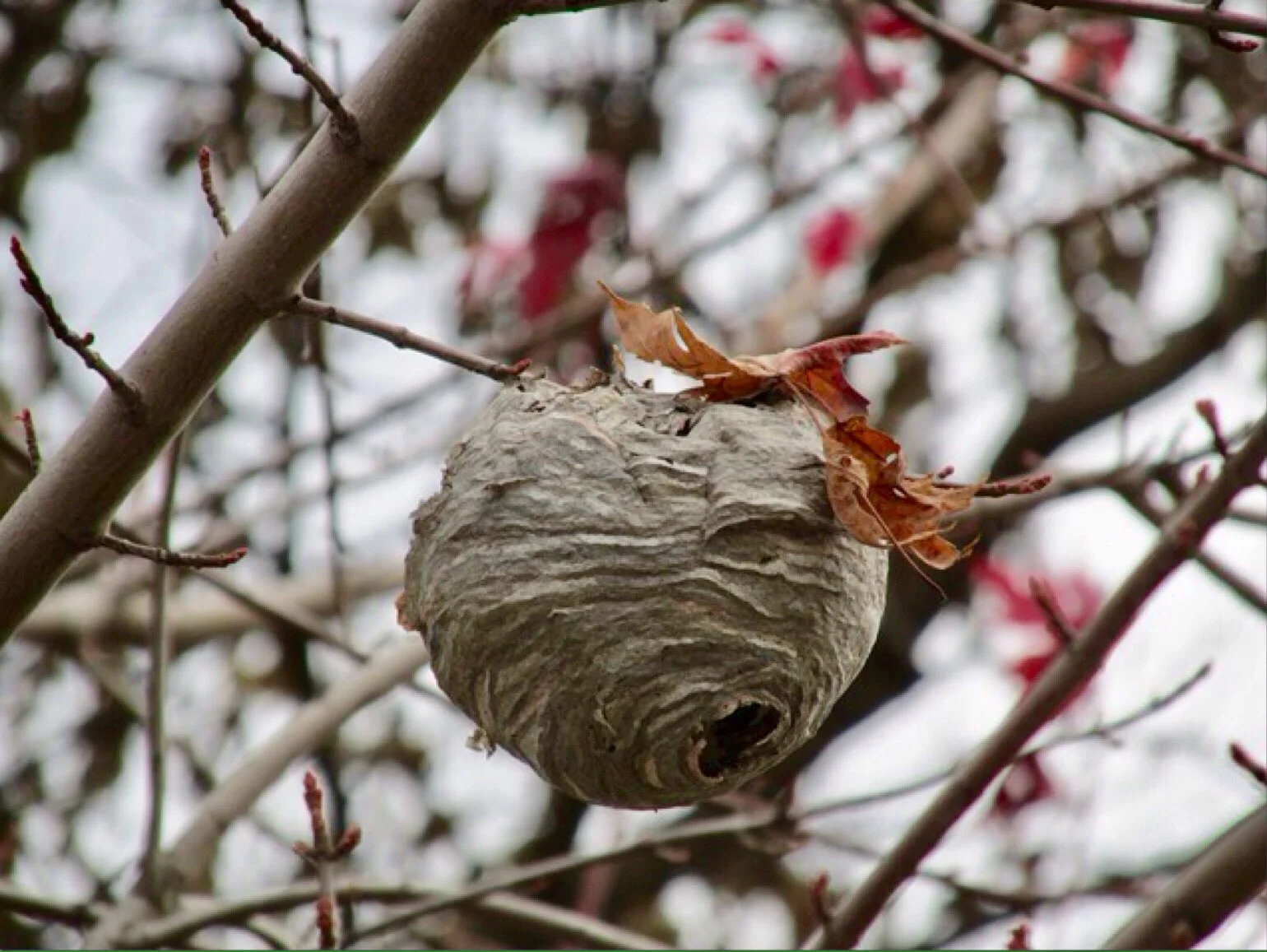 A bald-faced hornets’ nest in remarkably good condition.