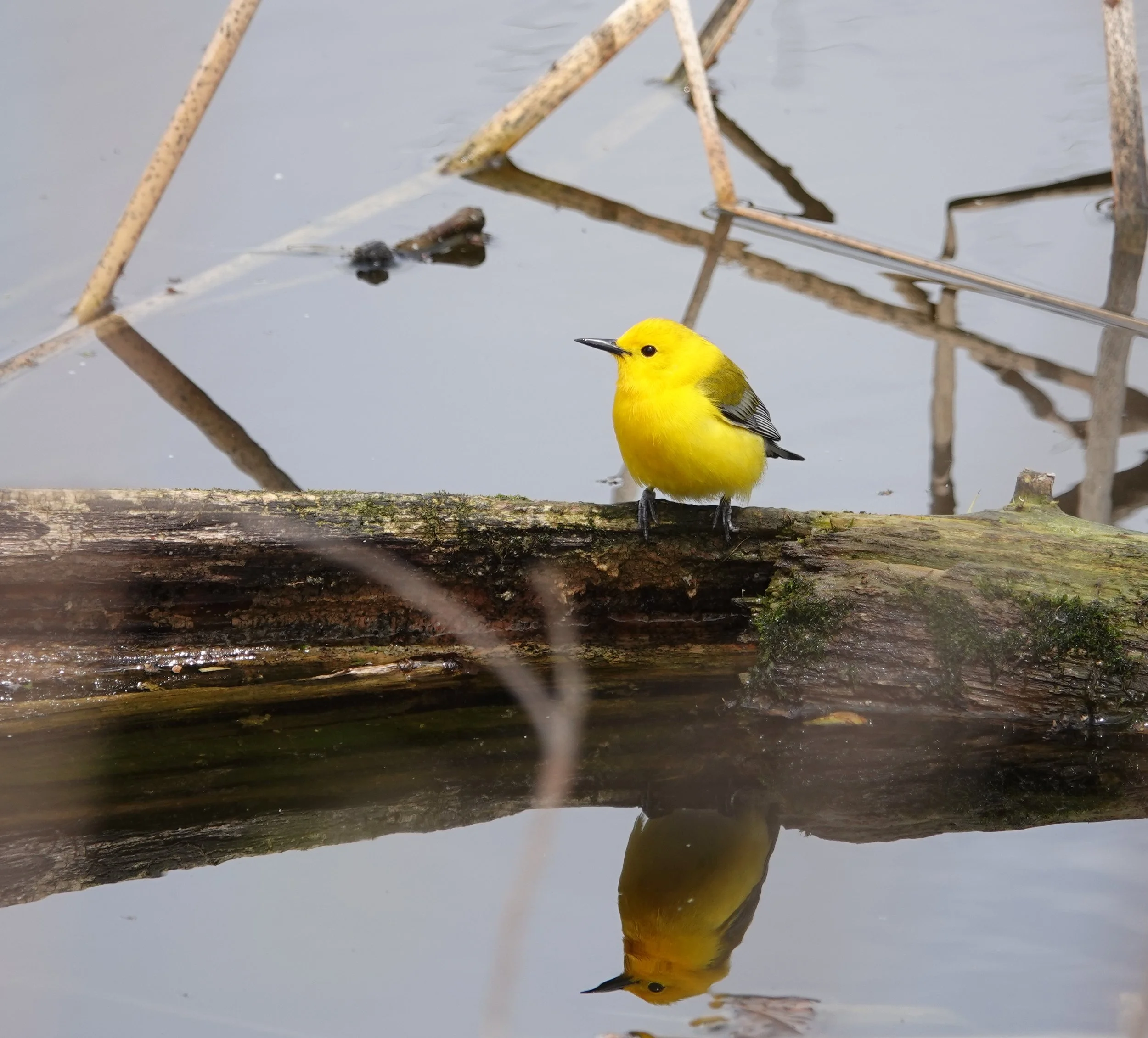The prothonotary warbler played an important role in the Alger Hiss espionage trial (1948-1950). This involved the House Un-American Activities Committee and Whitaker Chambers. It brought Richard Nixon to prominence.