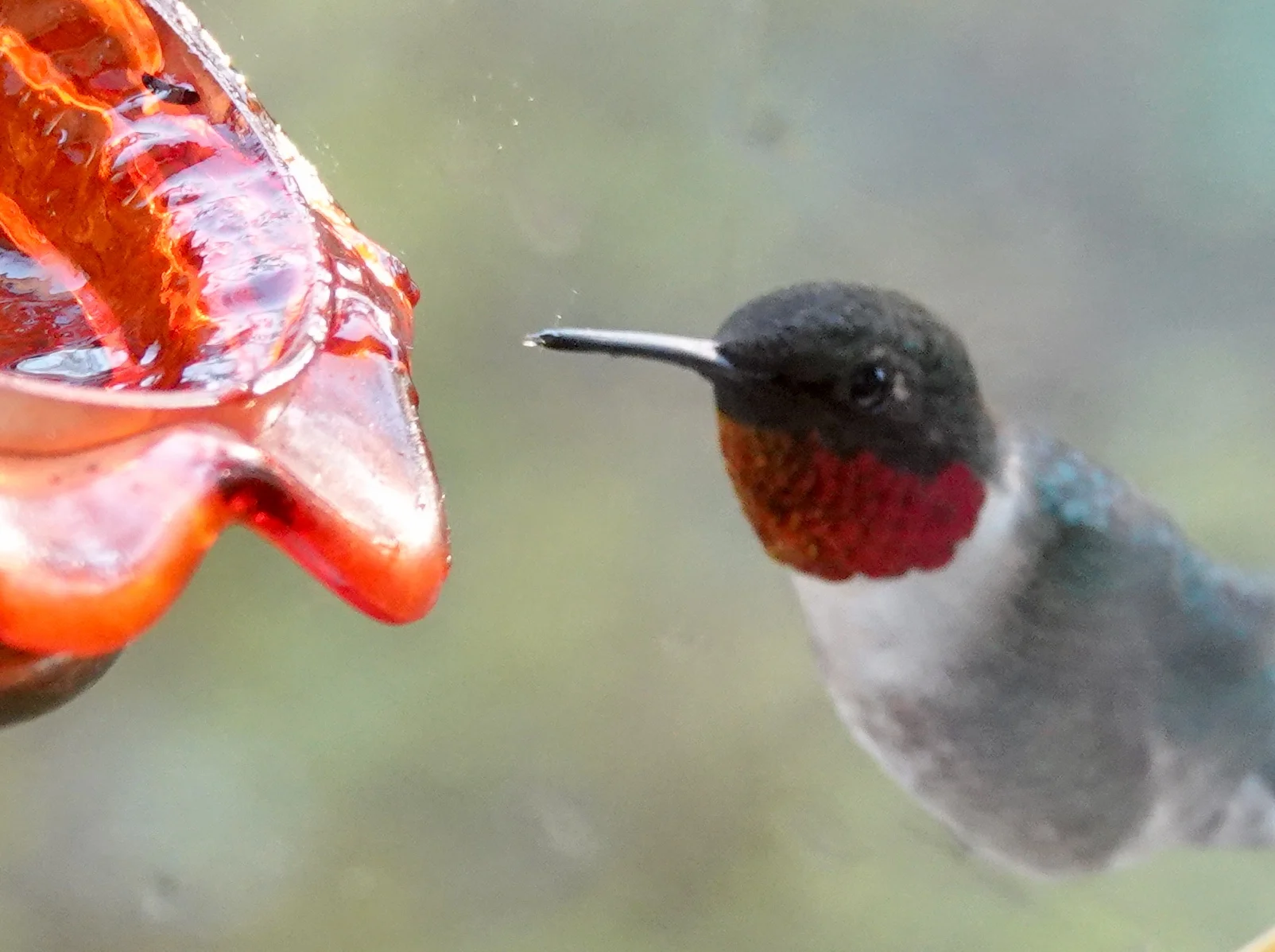 A bad photo of a hummingbird’s handsome gorget.