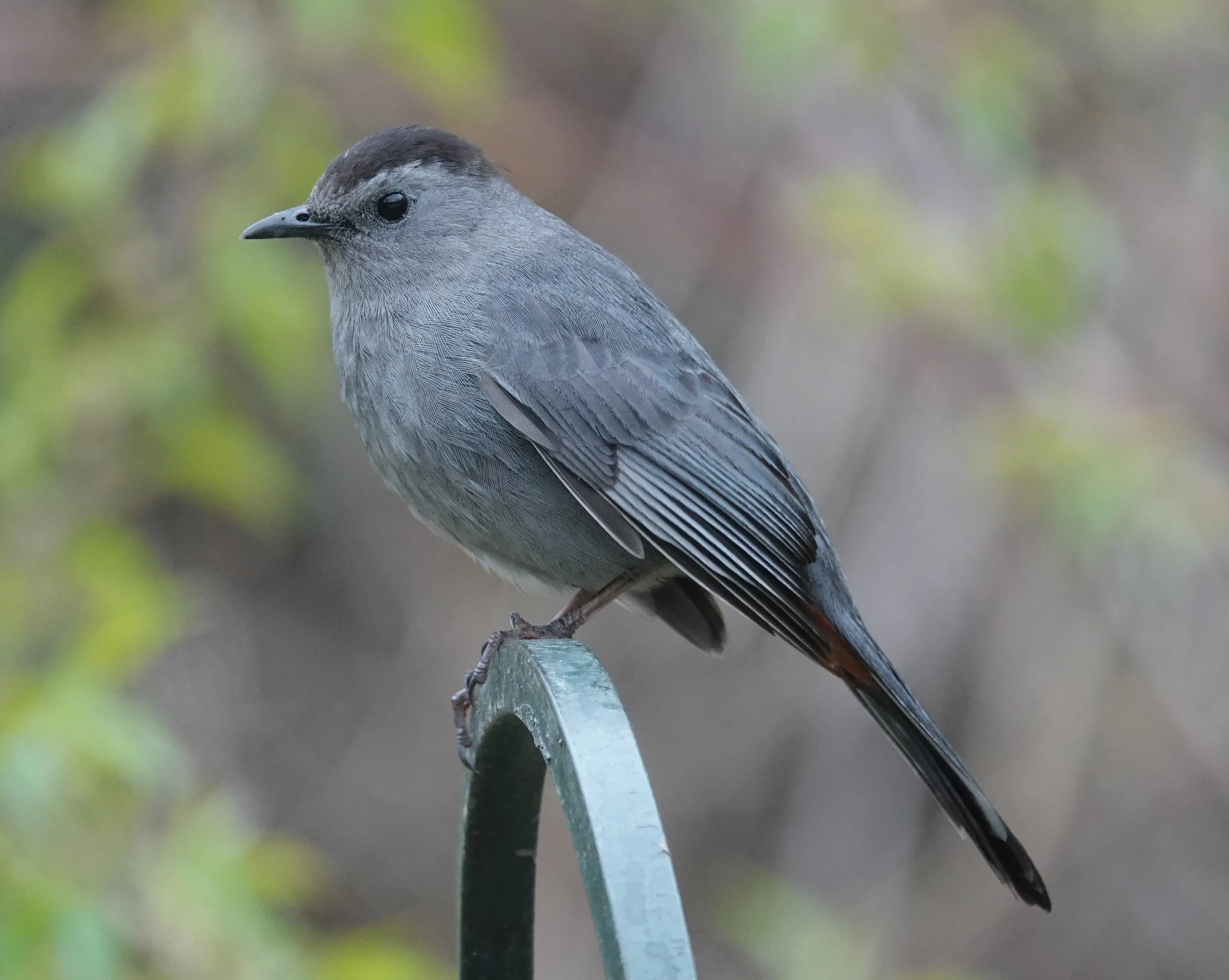 A gray catbird has lots of personality.