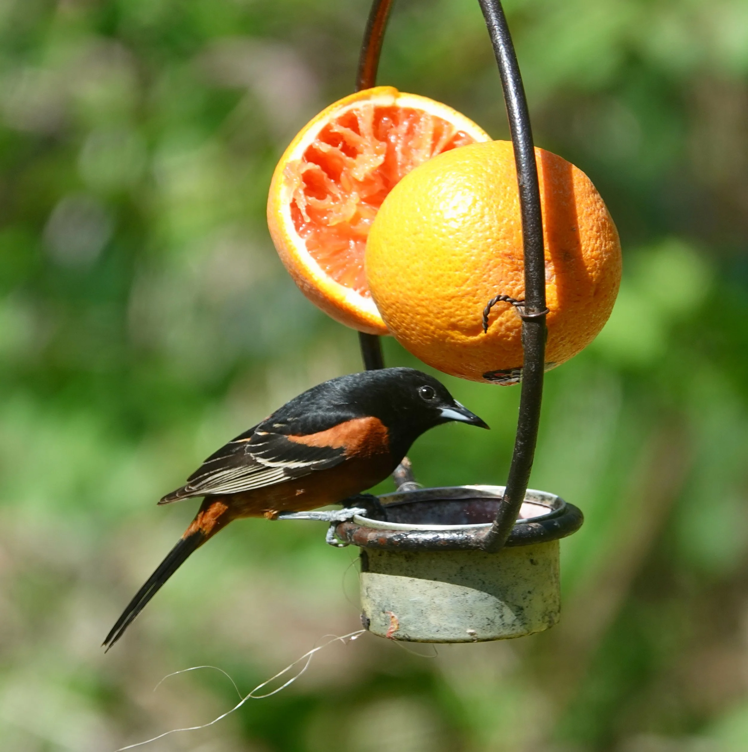 My wife puts out food for me and I put out food for the birds.