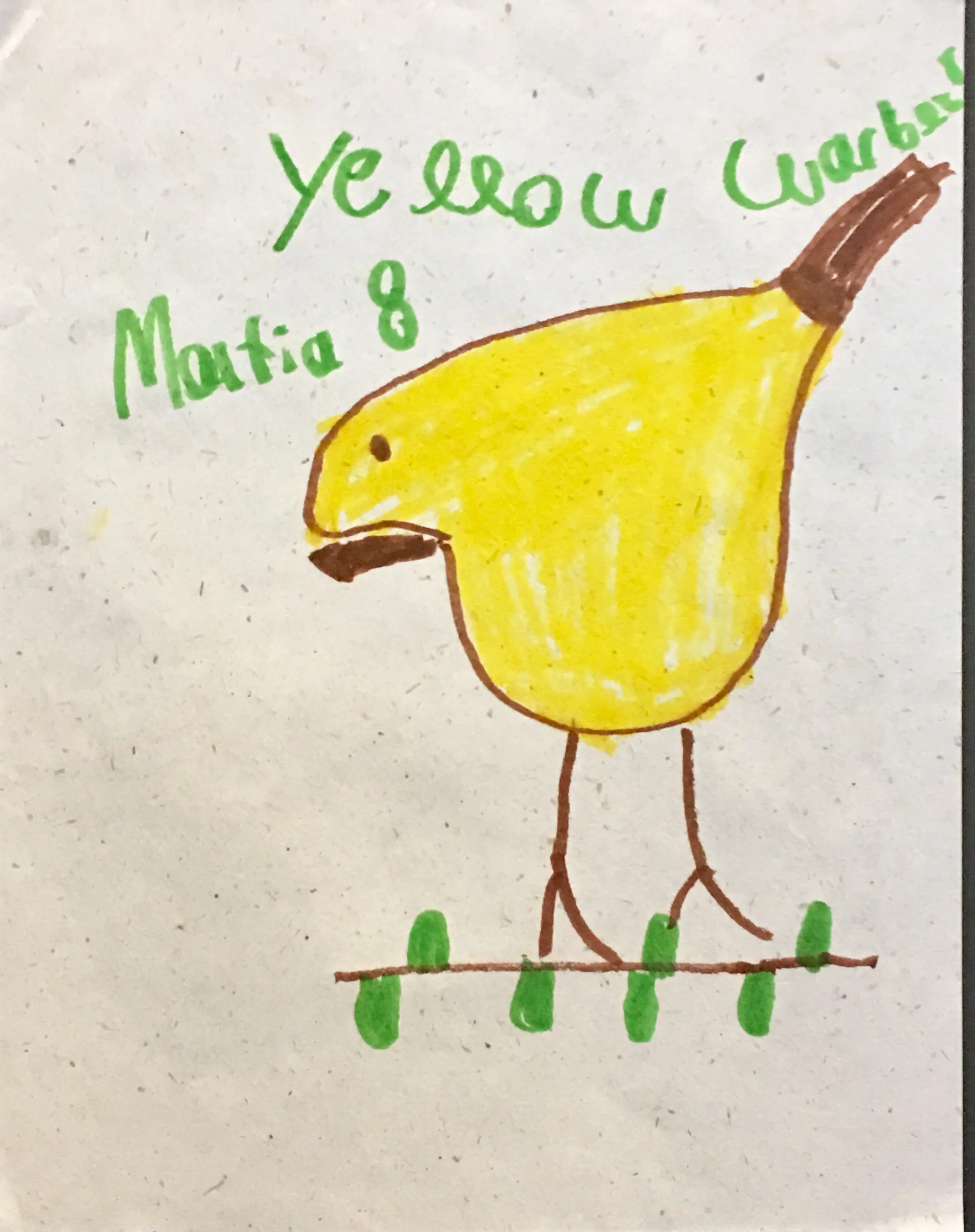 I love this yellow warbler.