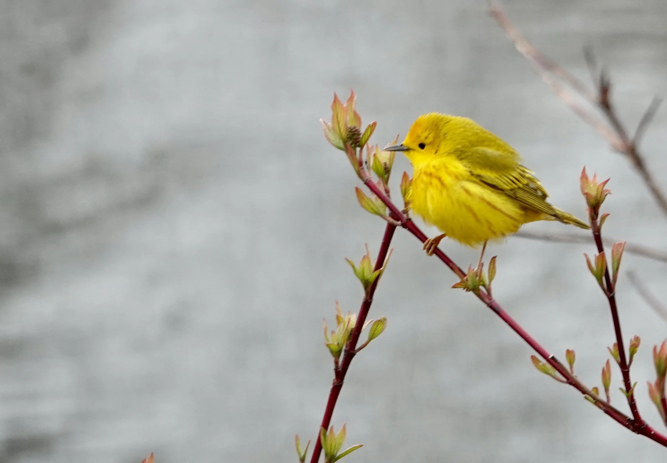 My father called the yellow warbler a summer warbler.