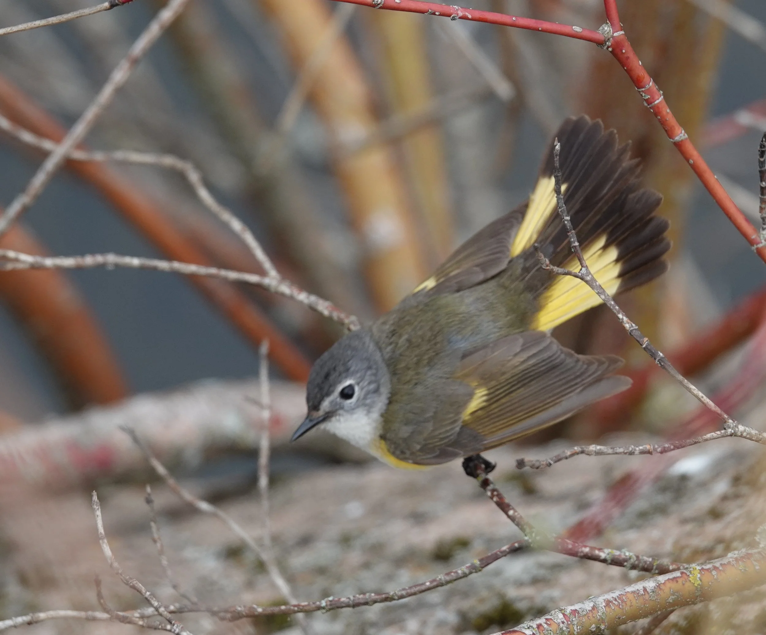 A female American redstart. A snazzy little hen is this butterfly of birds.