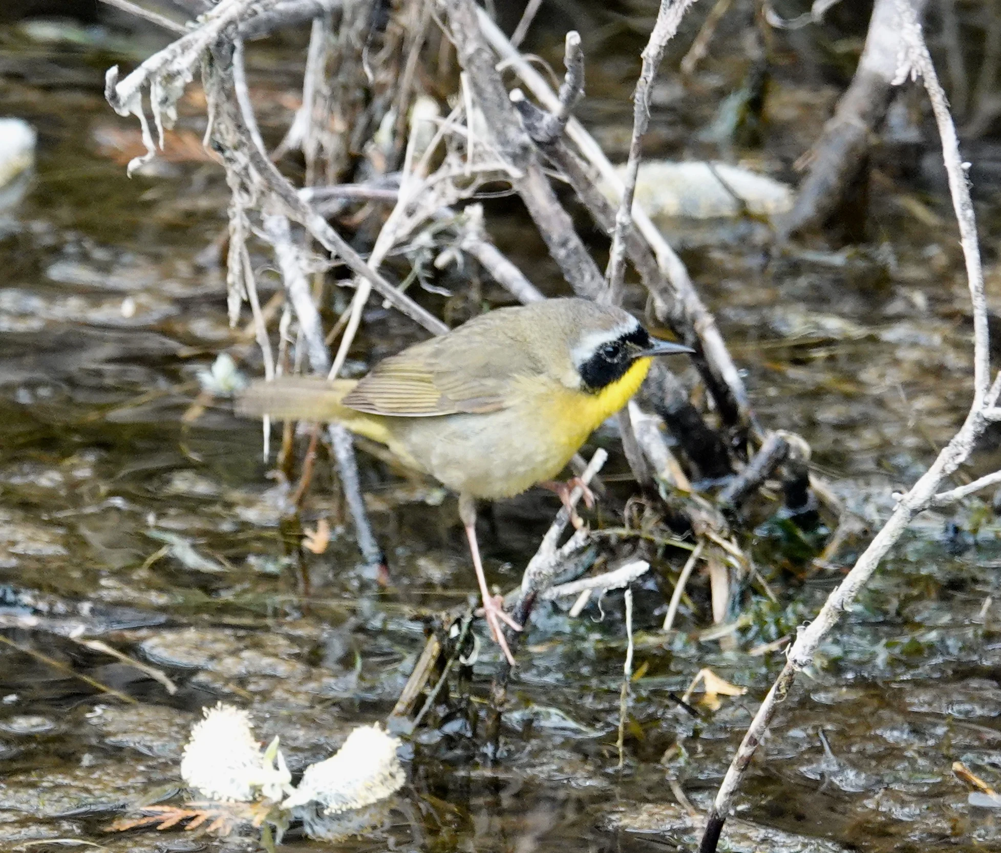 A common yellowthroat wears a mask.