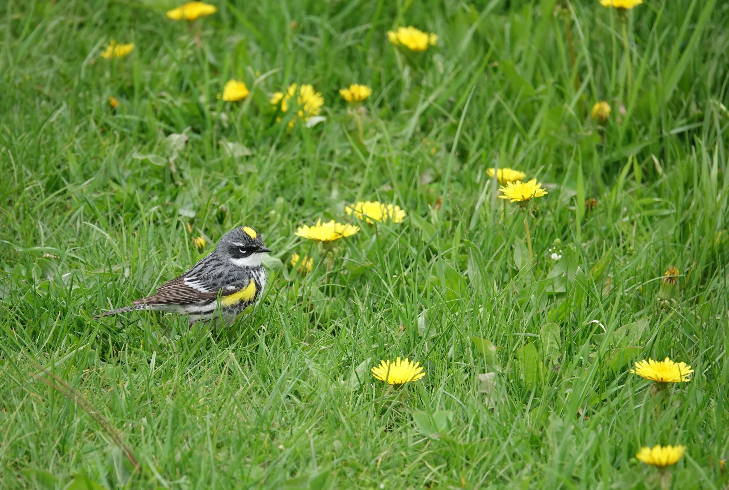 A yellow-rumped warbler looks at home with the dandelions.