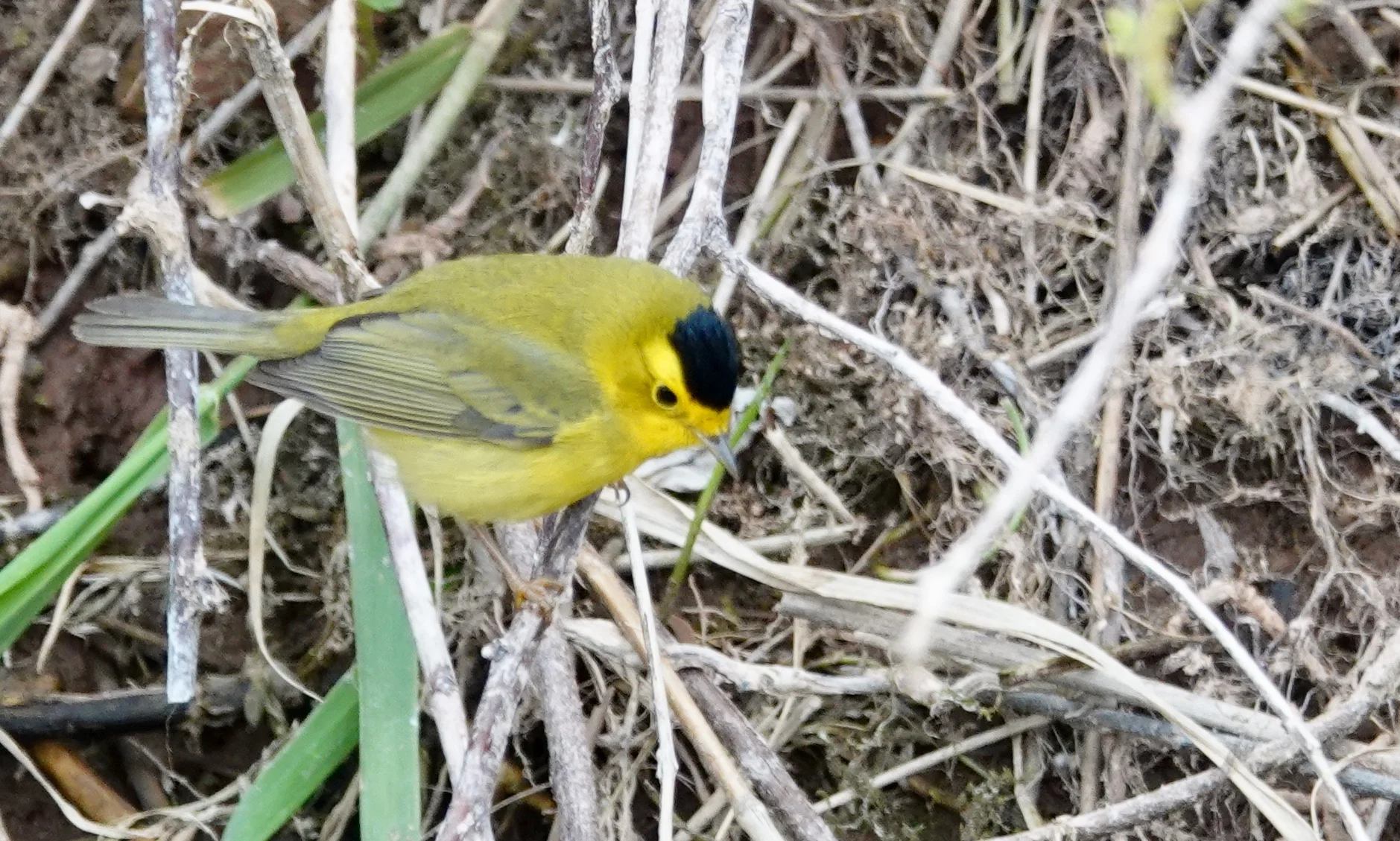 The Wilson’s warbler wears a black crown.