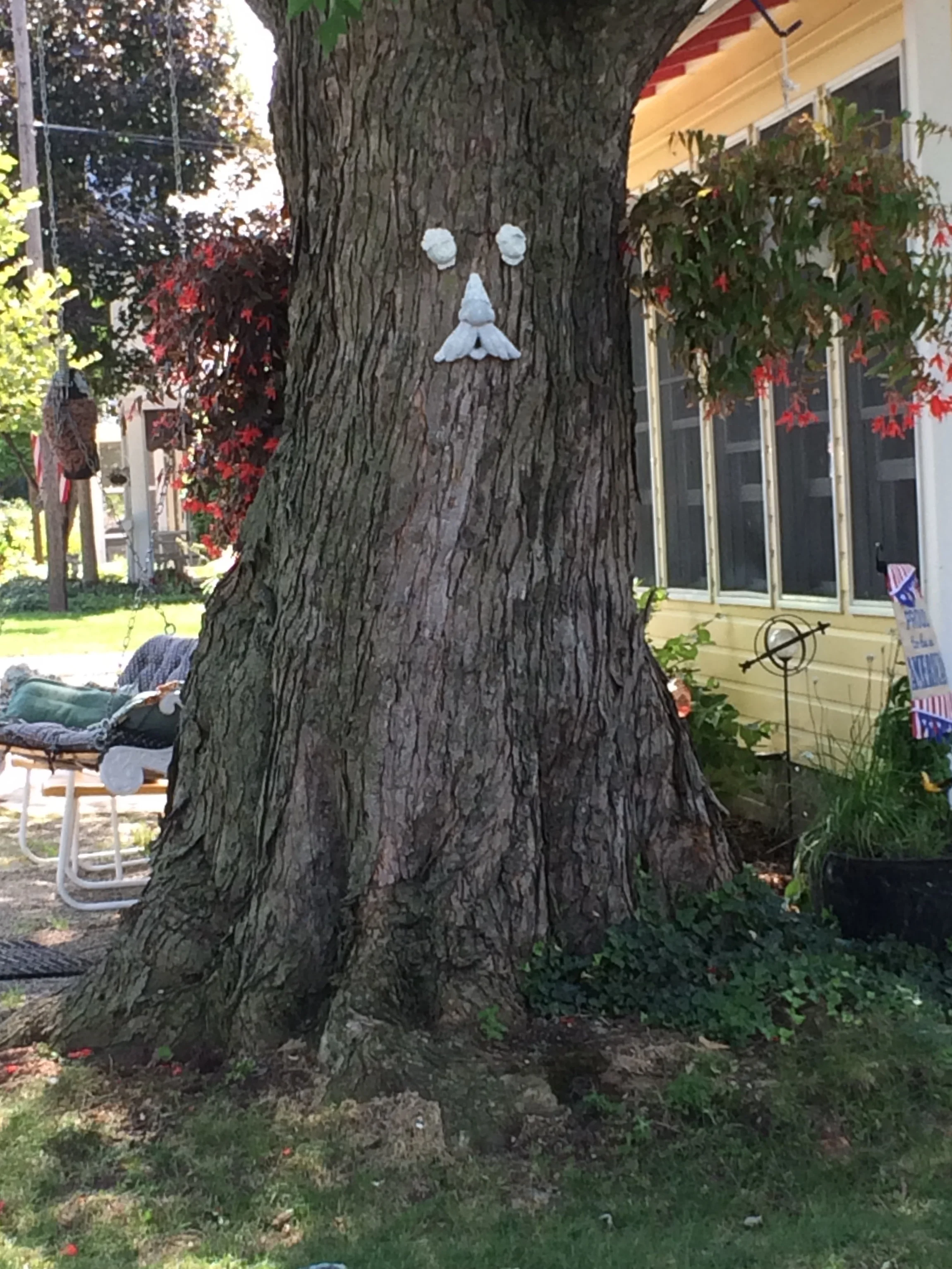 What happens when you hug a tree.