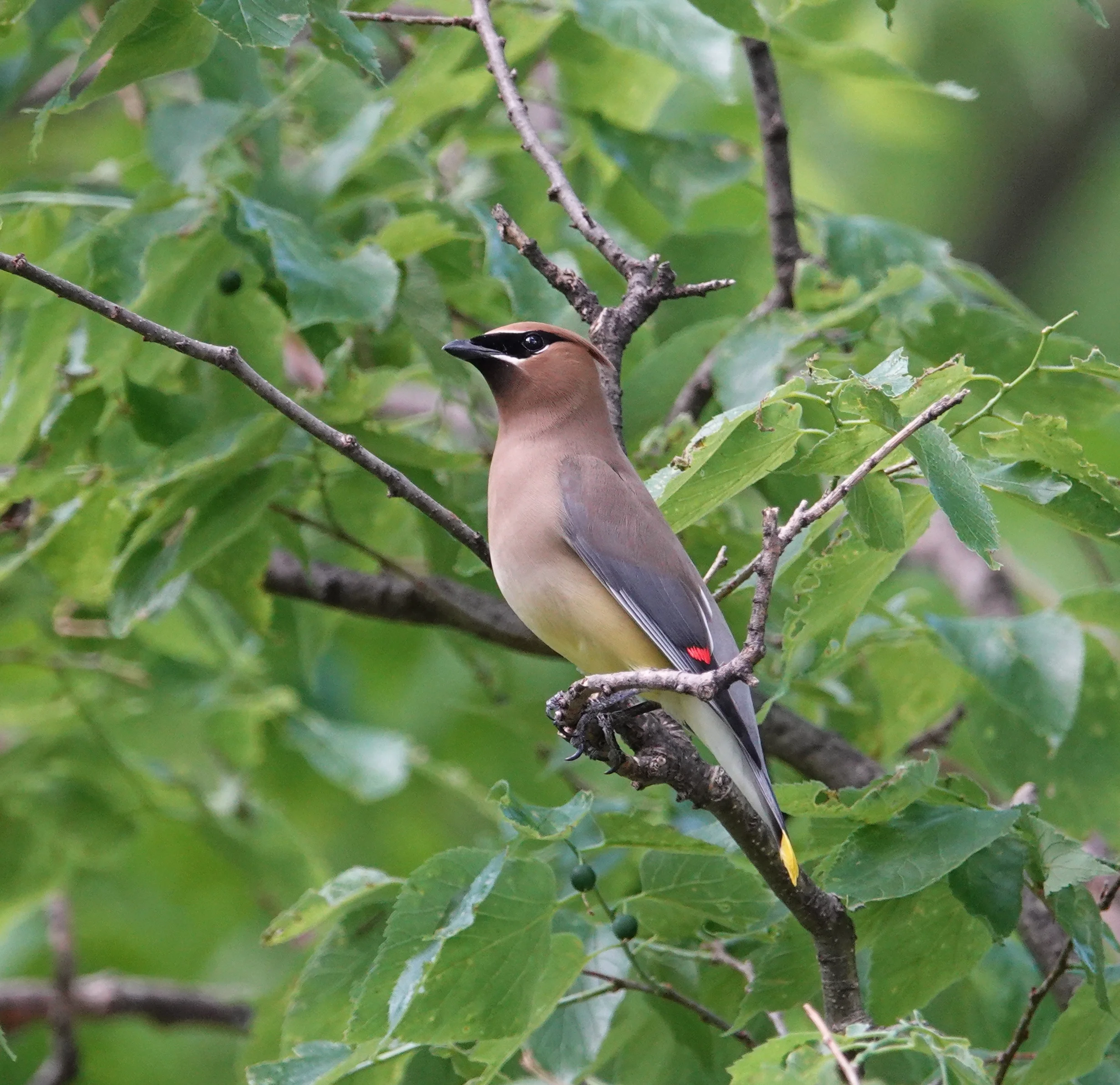 This handsome cedar waxwing had just been on the ground eating midges.