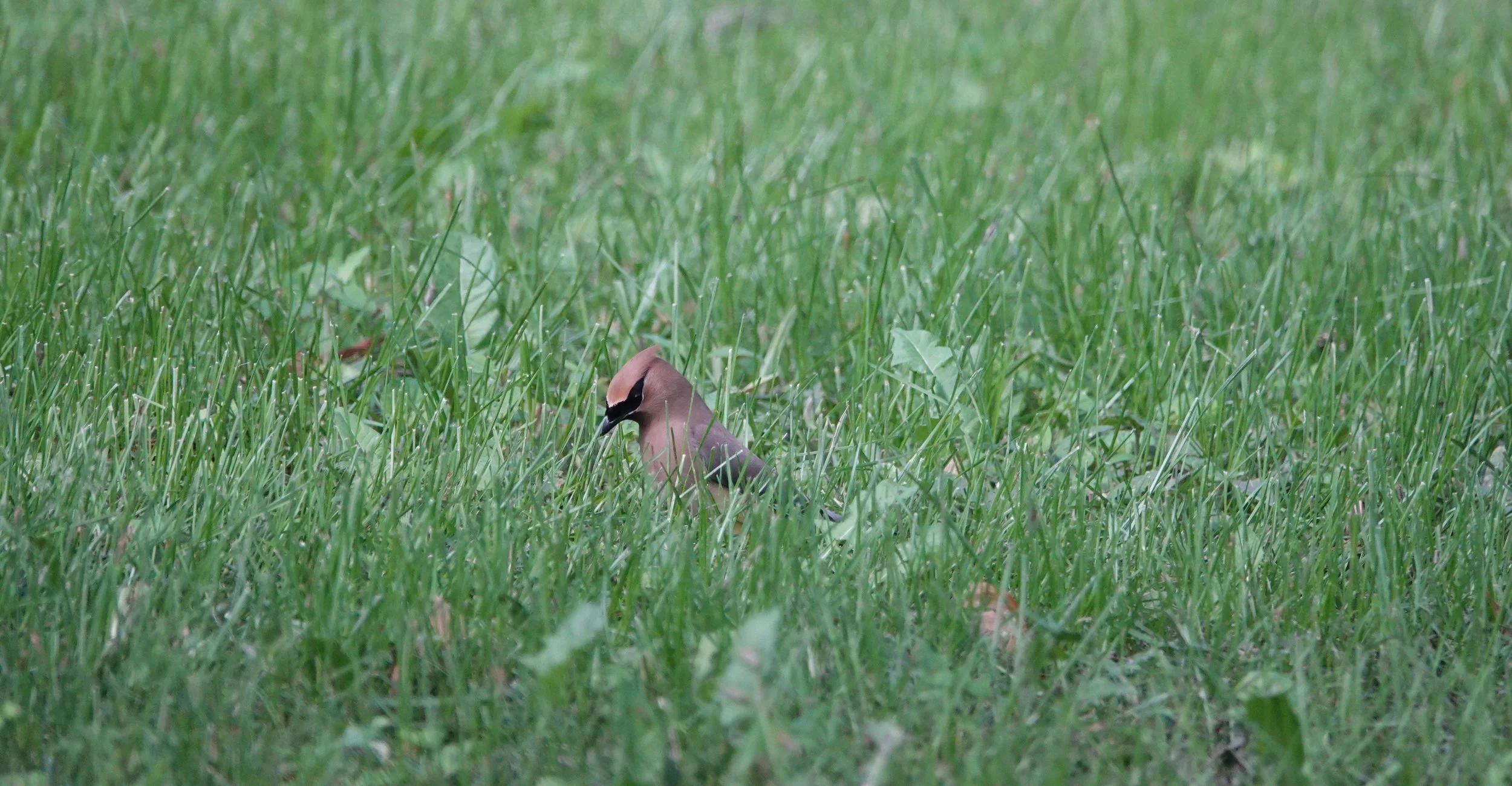 It was like hunting for a midge in the grass.