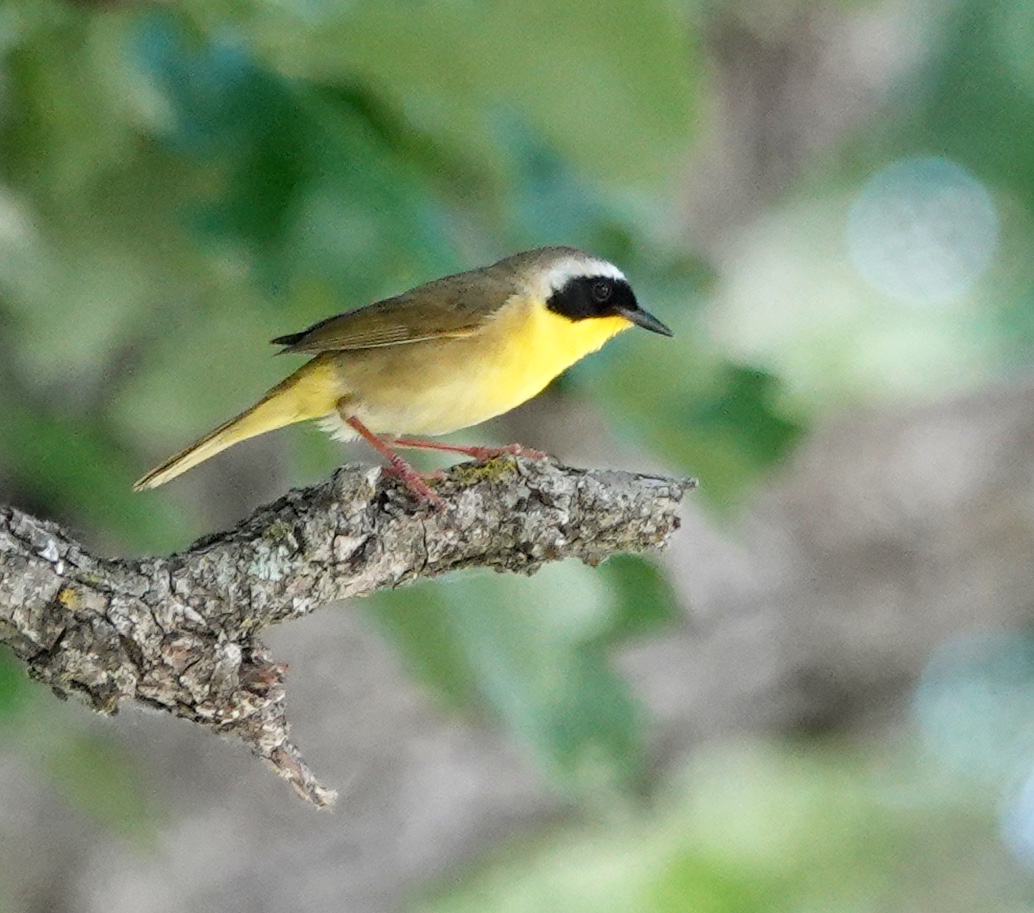 A common yellowthroat. Each warbler is a one-bird bouquet.