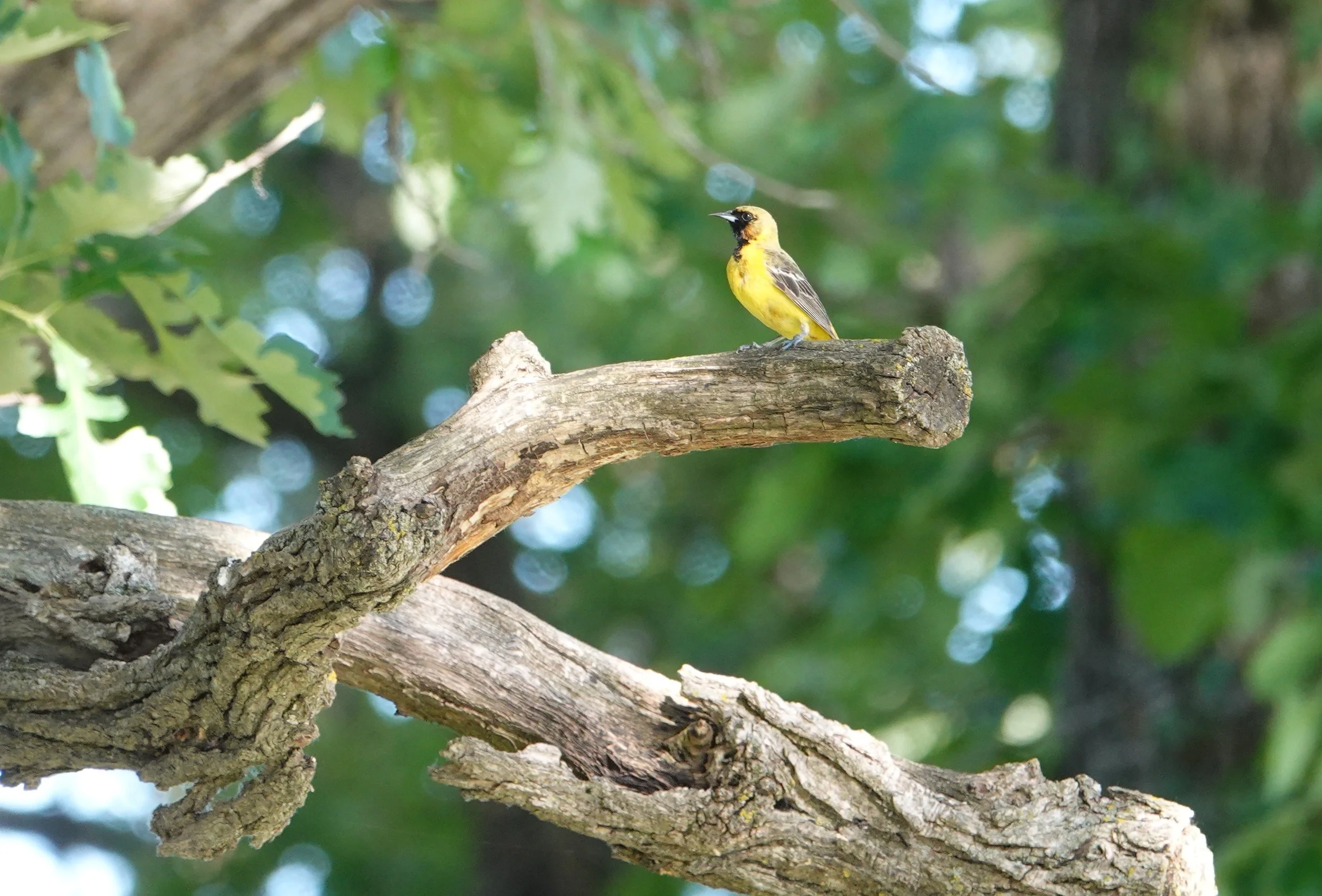 Immature male orchard oriole singing, “"Look here, what cheer, wee yo, what cheer, whip yo, what wheer."