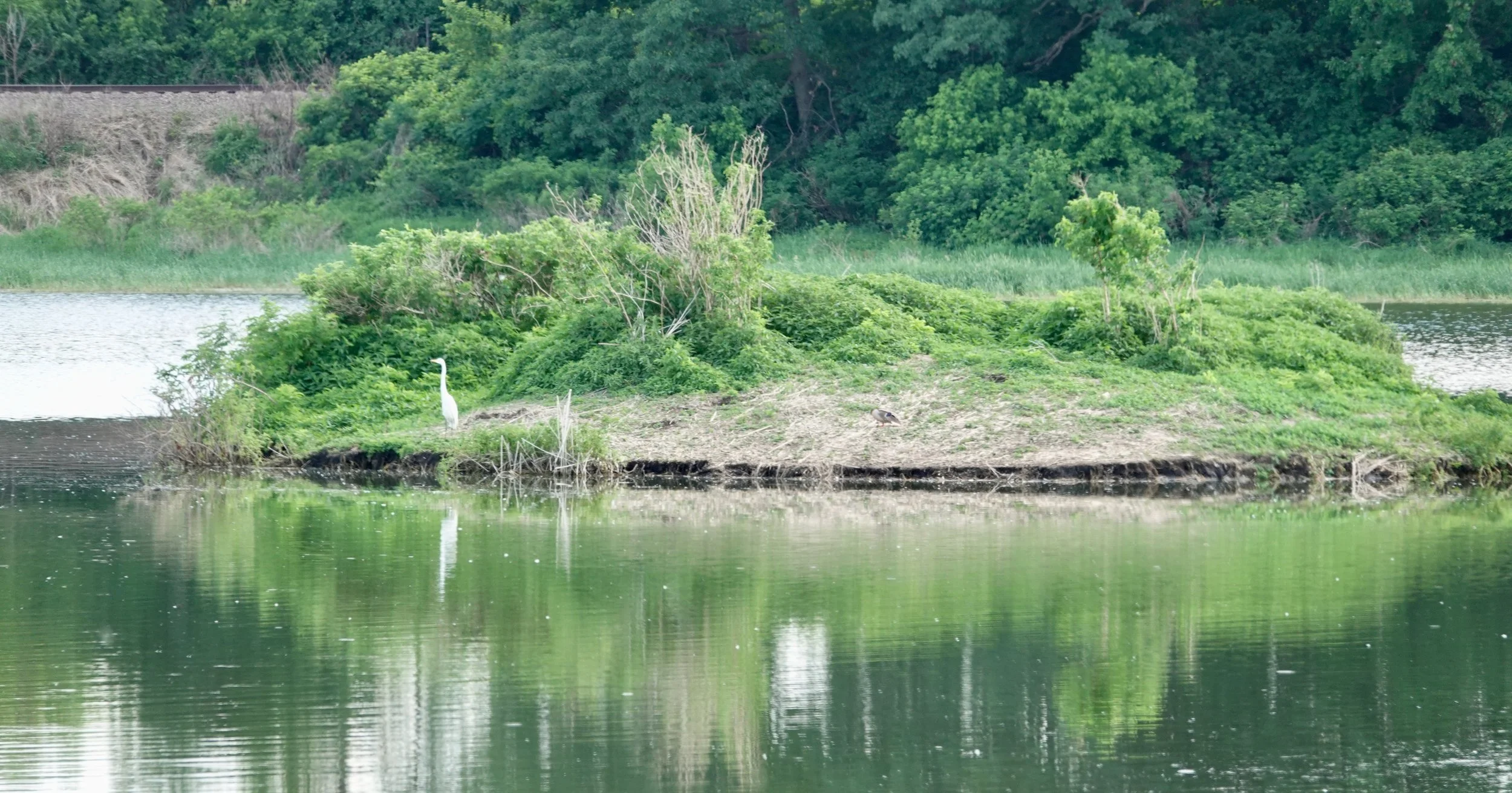 No man is an island — or an egret.