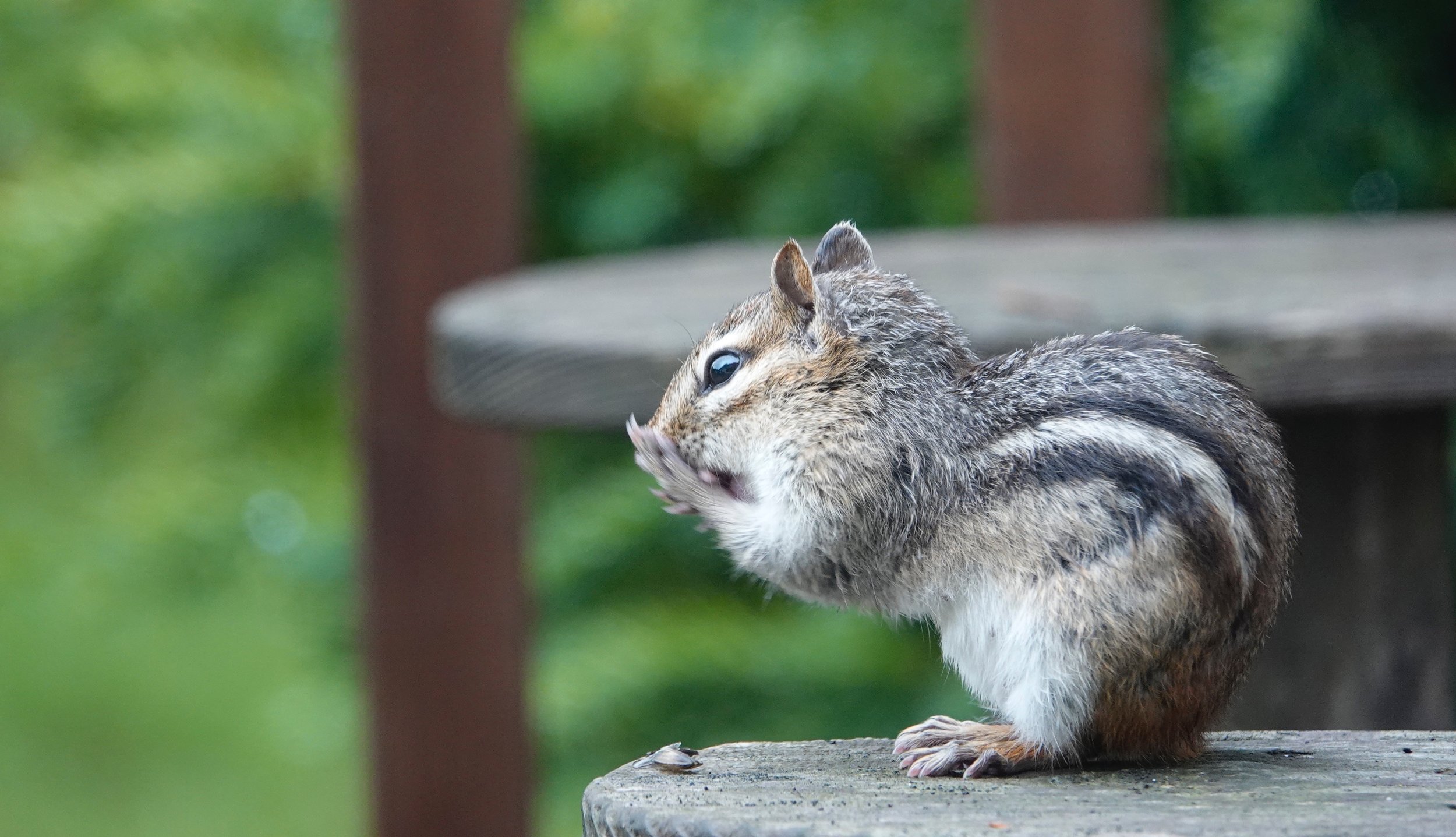The Chipmunk Was Appalled To See What The Rabbit Was Eating In The
