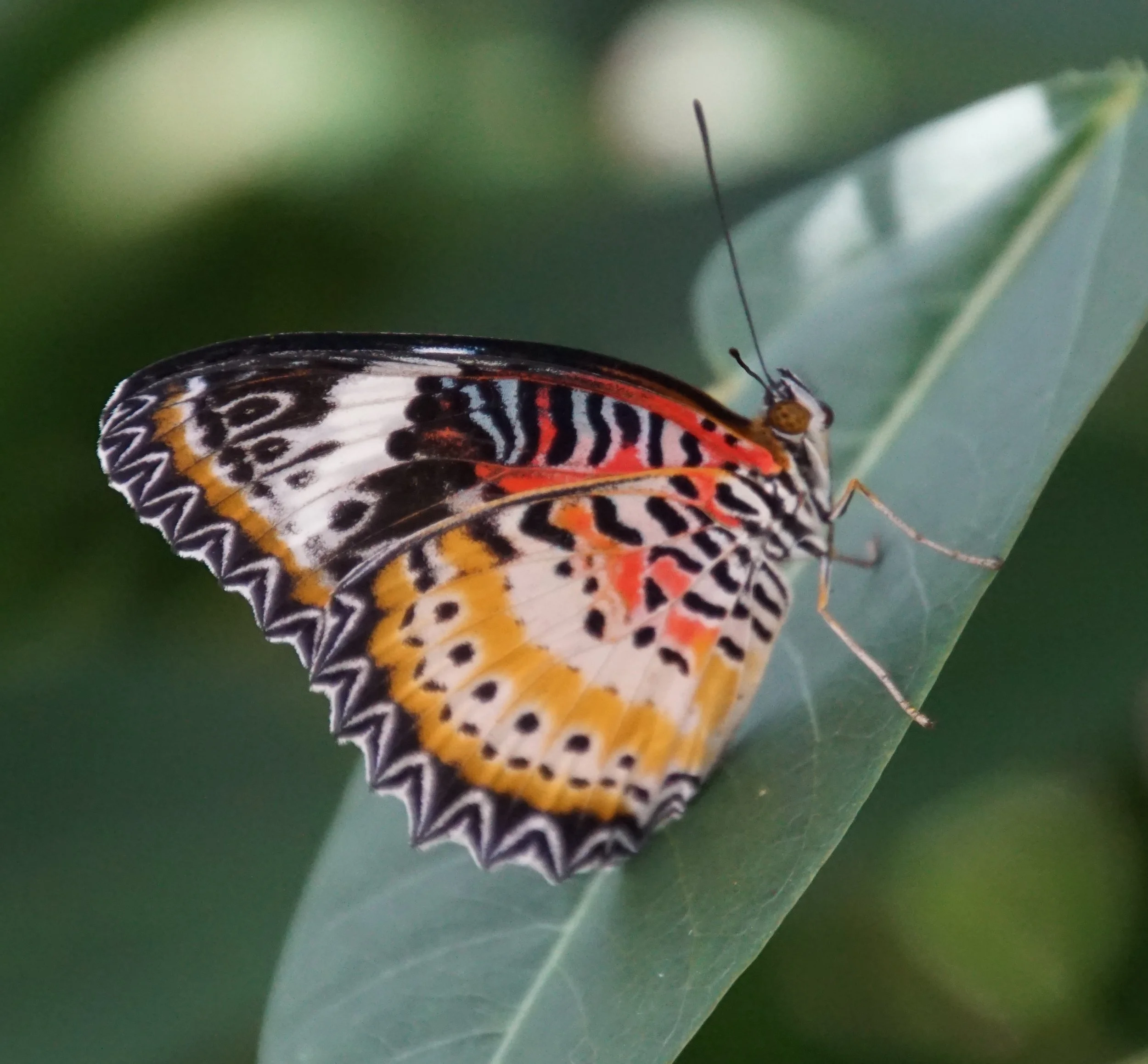 A leopard lacewing that is found in Asia.