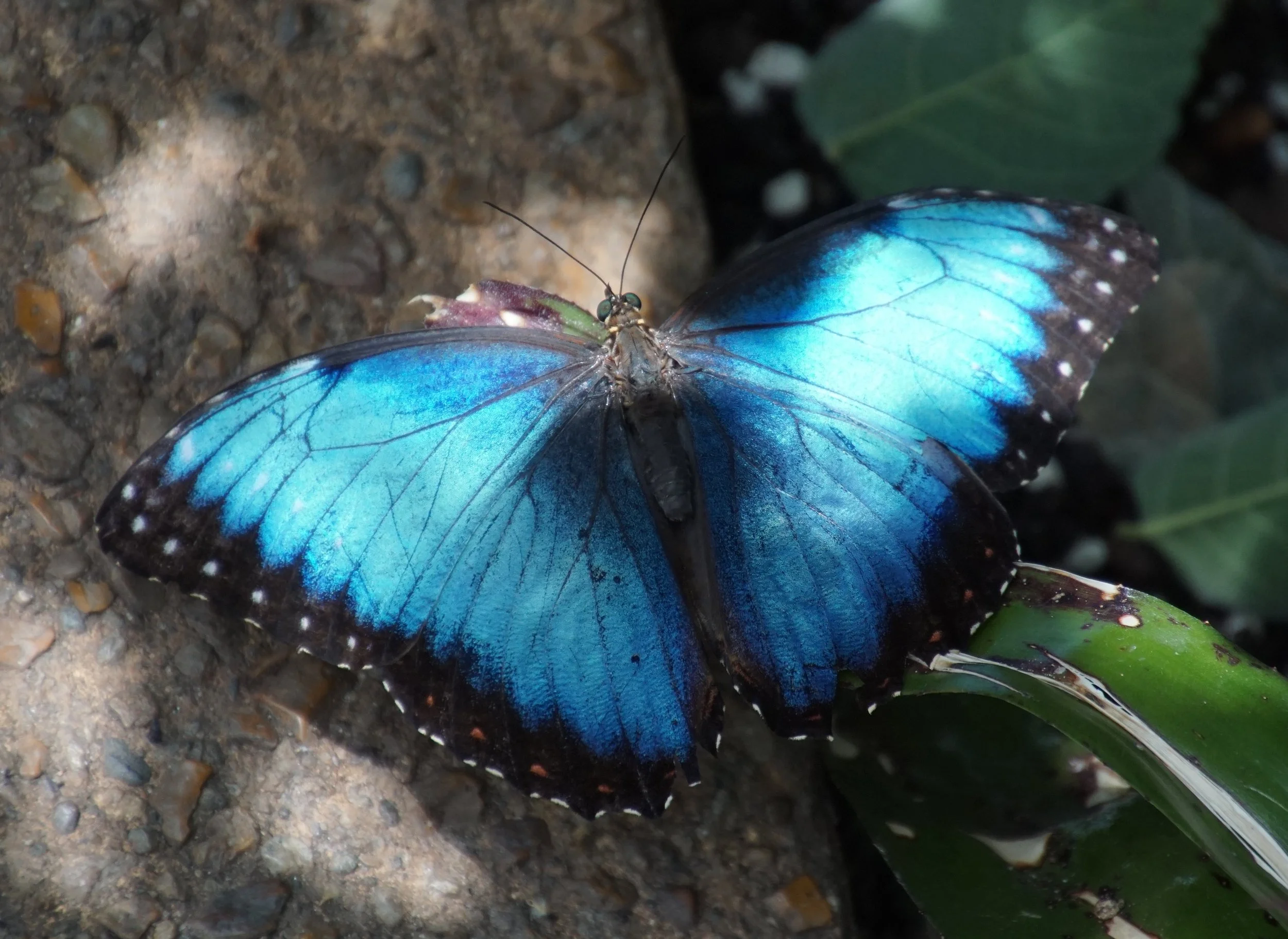 I recall with great joy seeing blue morpho butterflies in the dappled sun of Costa Rica. Morpho refers to Morpheus the god of dreams in Greek mythology.
