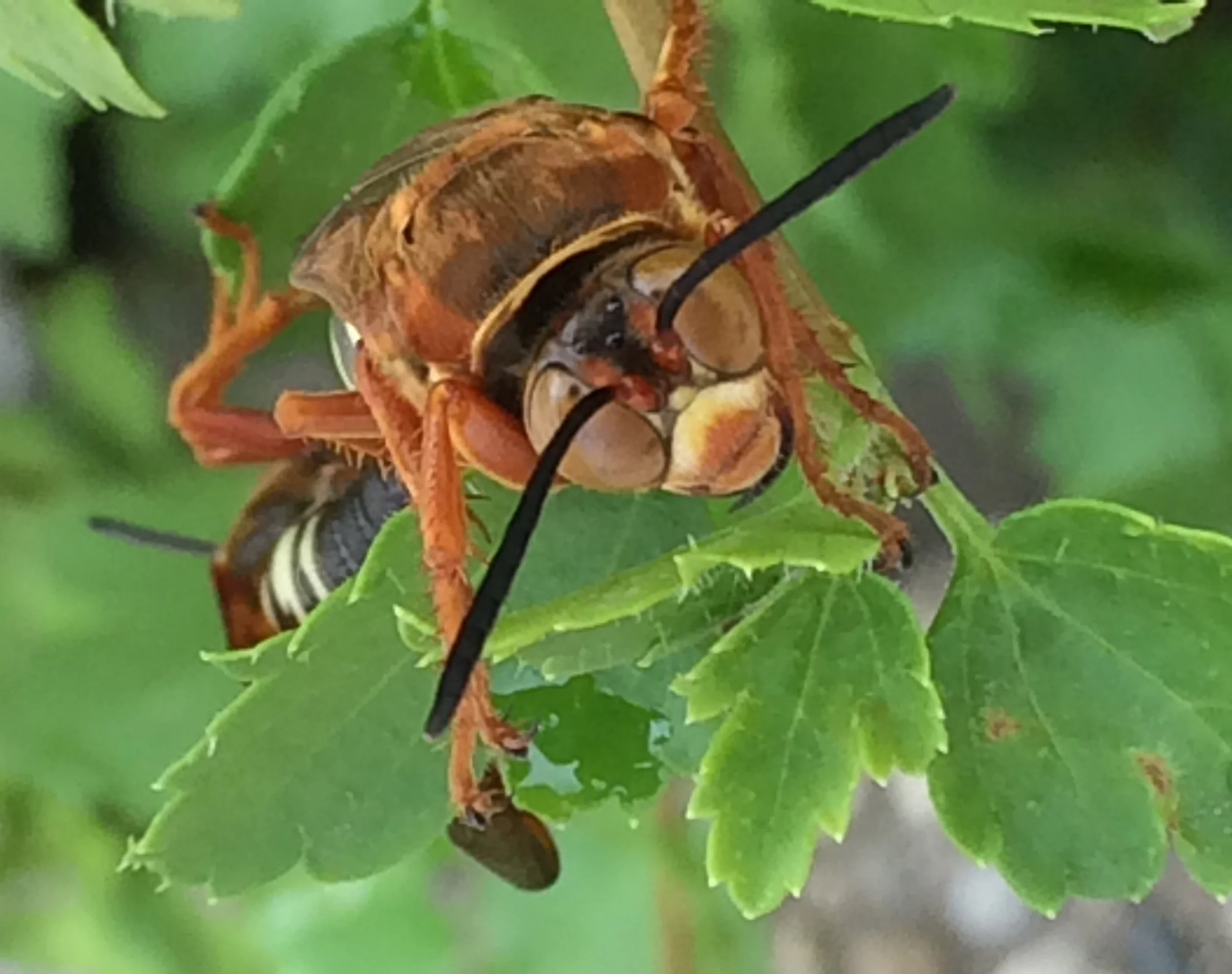 The smile of a cicada killer.