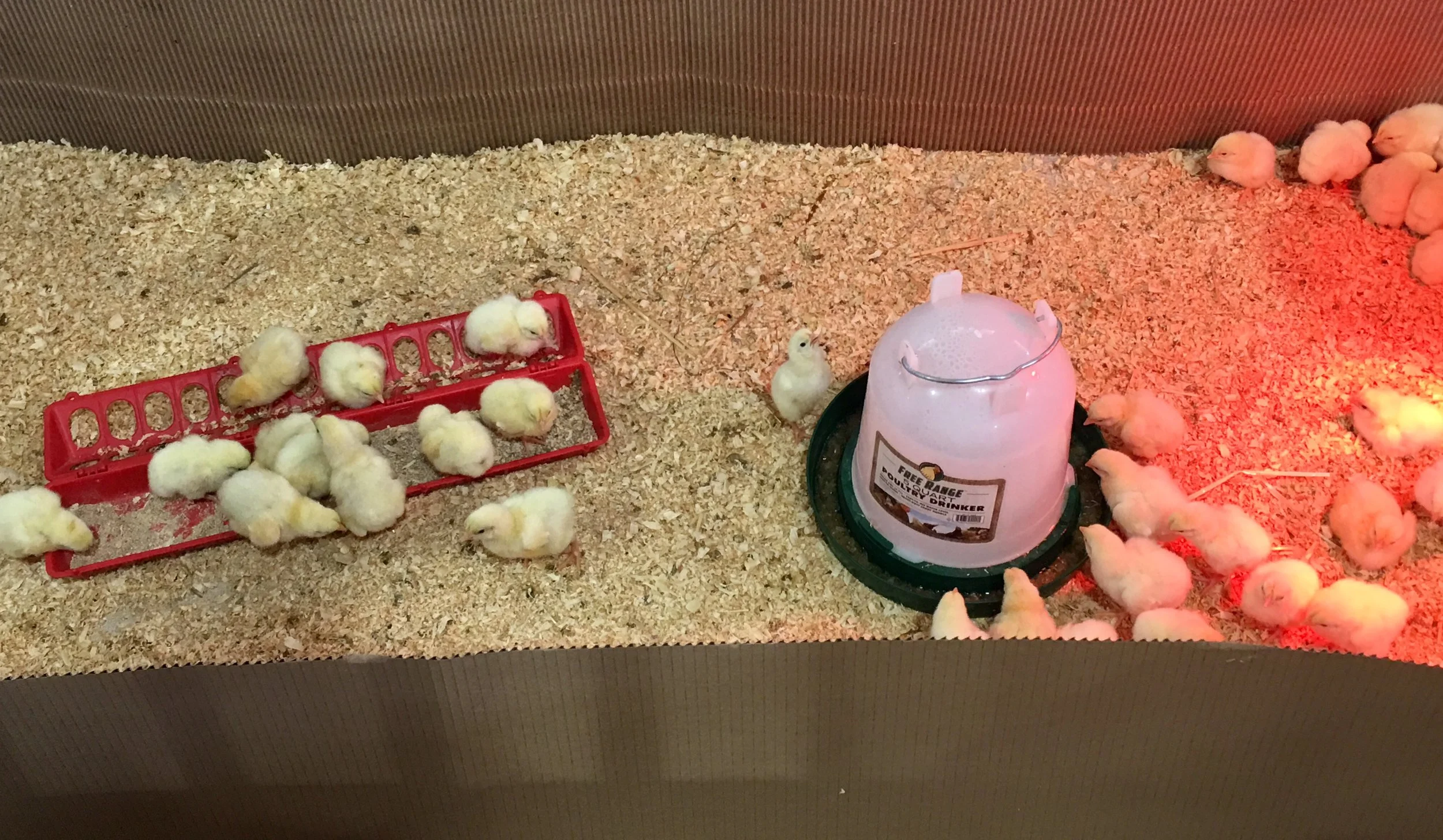 I recall when the post office peeped regularly with baby chicks sent through the mail.