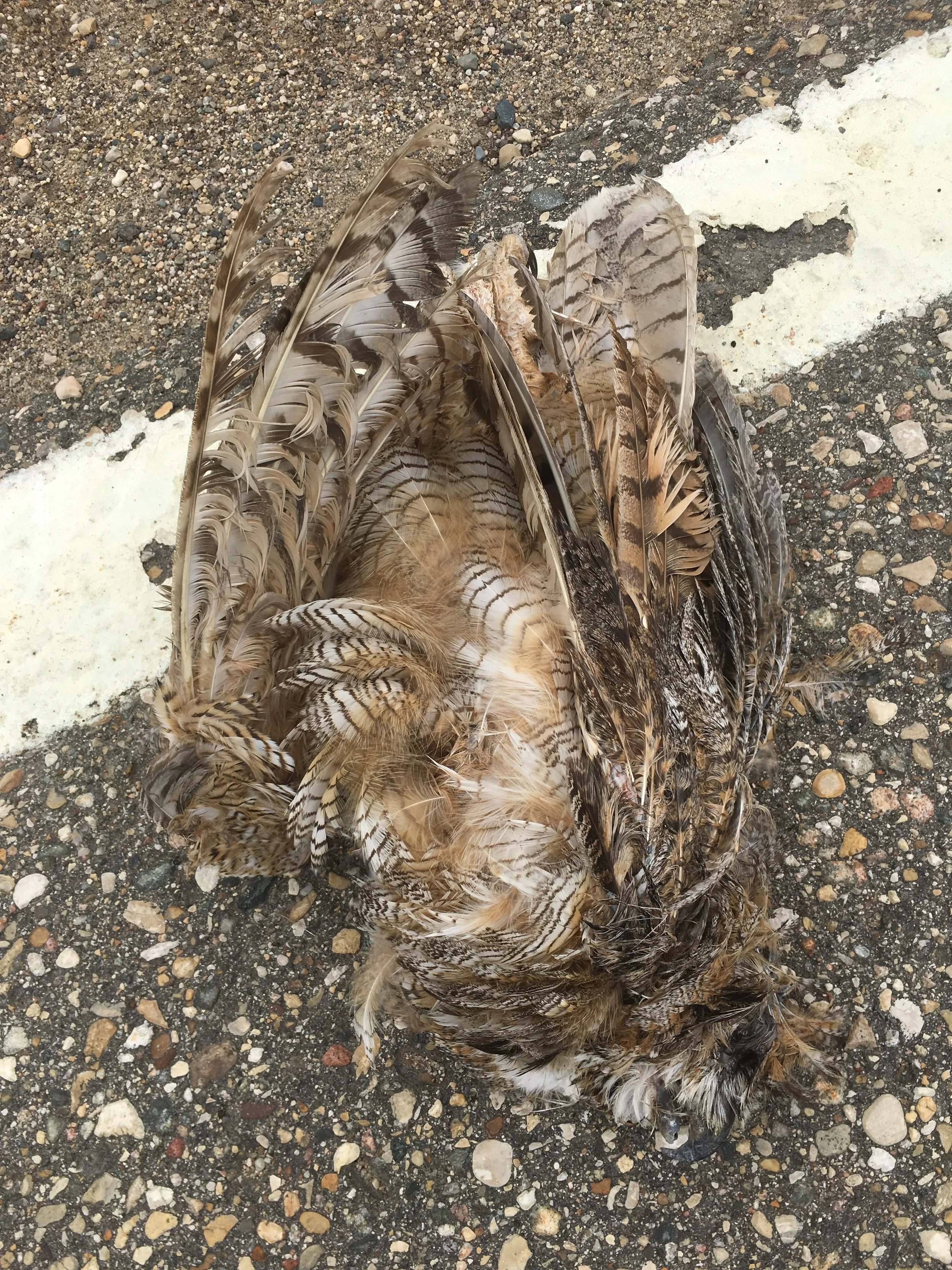 Great horned owls hunt our roads. A perilous endeavor.