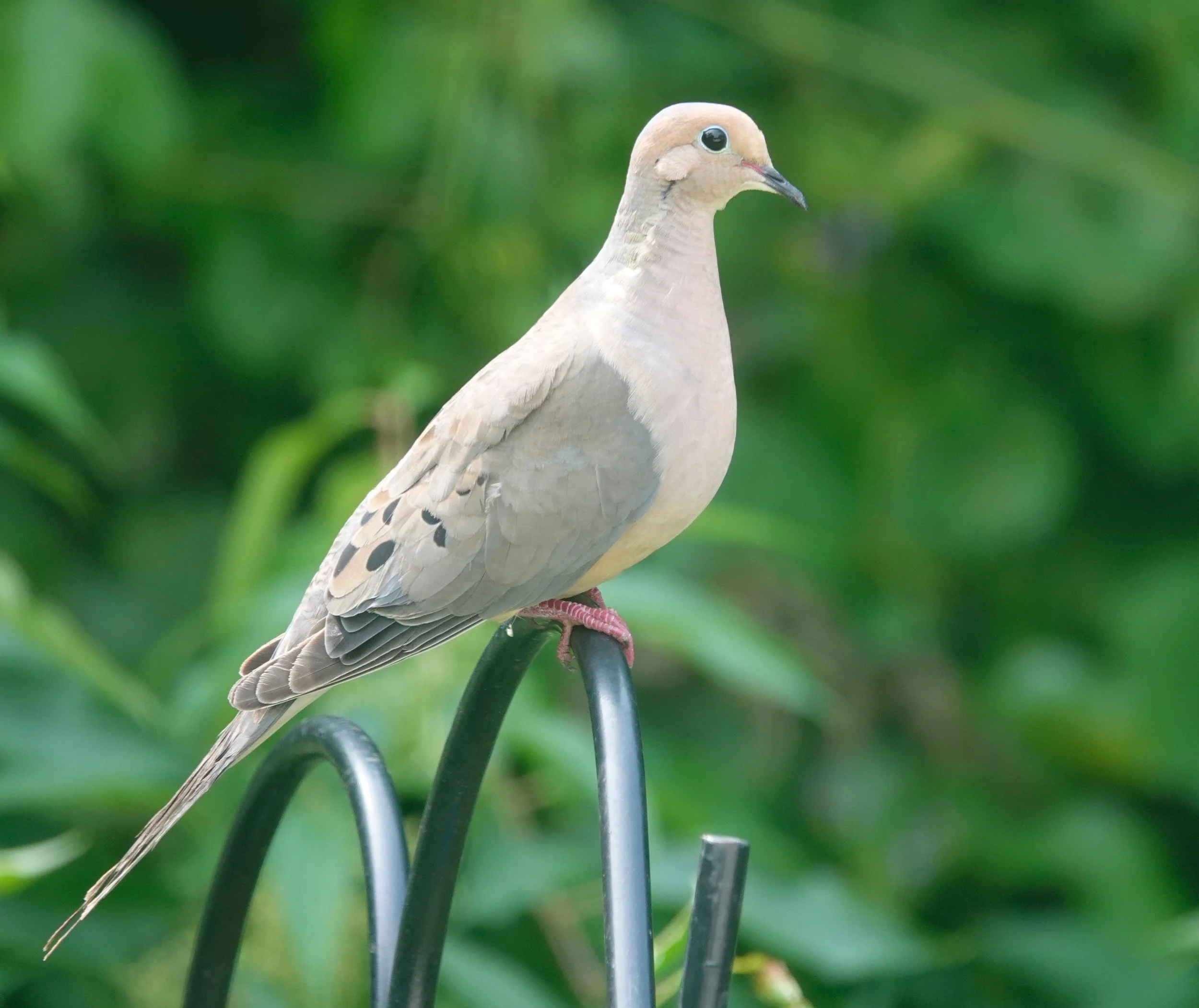 John James Audubon called it the Carolina pigeon or turtle dove. We call it the mourning dove. It’s Wisconsin’s official state symbol of peace.
