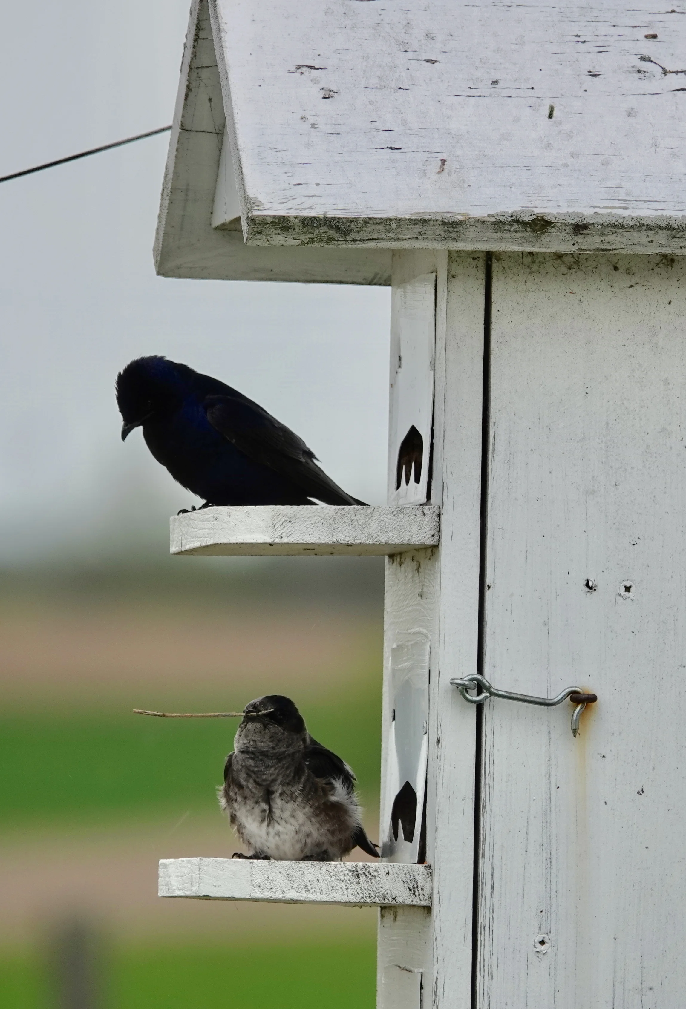 Purple martins returning to the nest after shopping at IKEA.