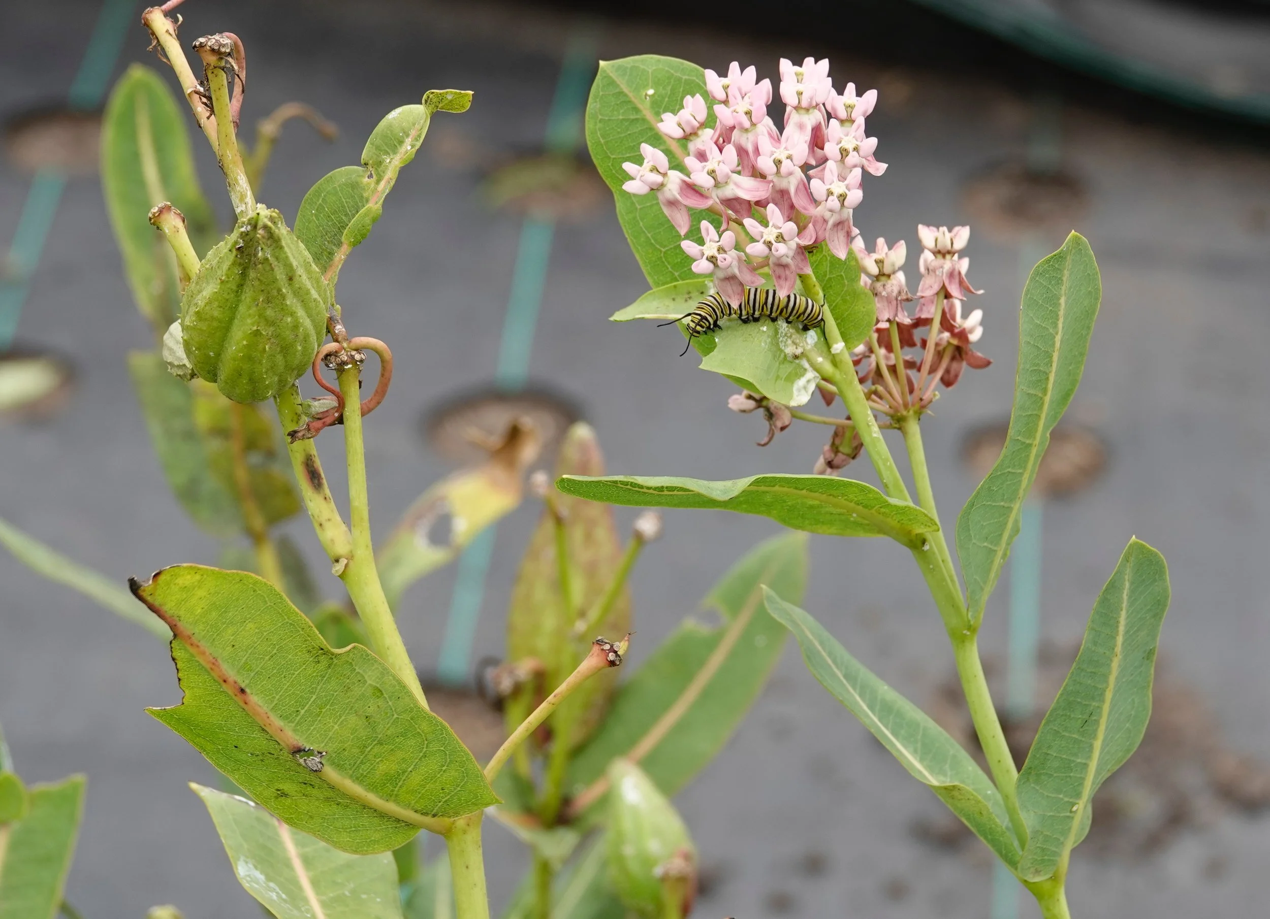 Dustin Demmer showed me these Sullivant’s milkweed plants, which hosted not only monarch butterfly caterpillars, but their chrysalises, too. They were near Clark’s Grove.