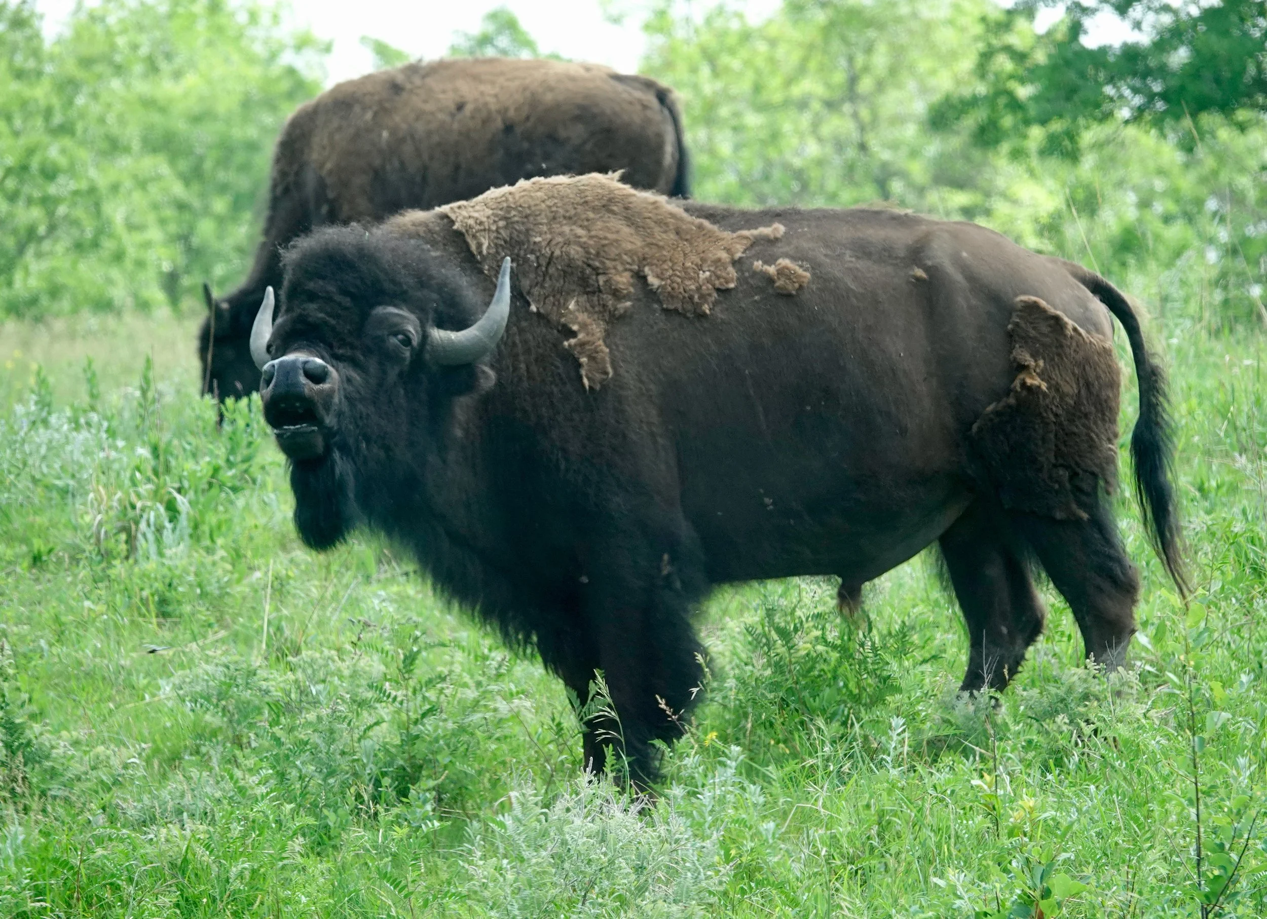 The American bison is big, but quick on its feet. Think of a second baseman or a “Dancing With the Stars” contestant who tips the scales at a ton.