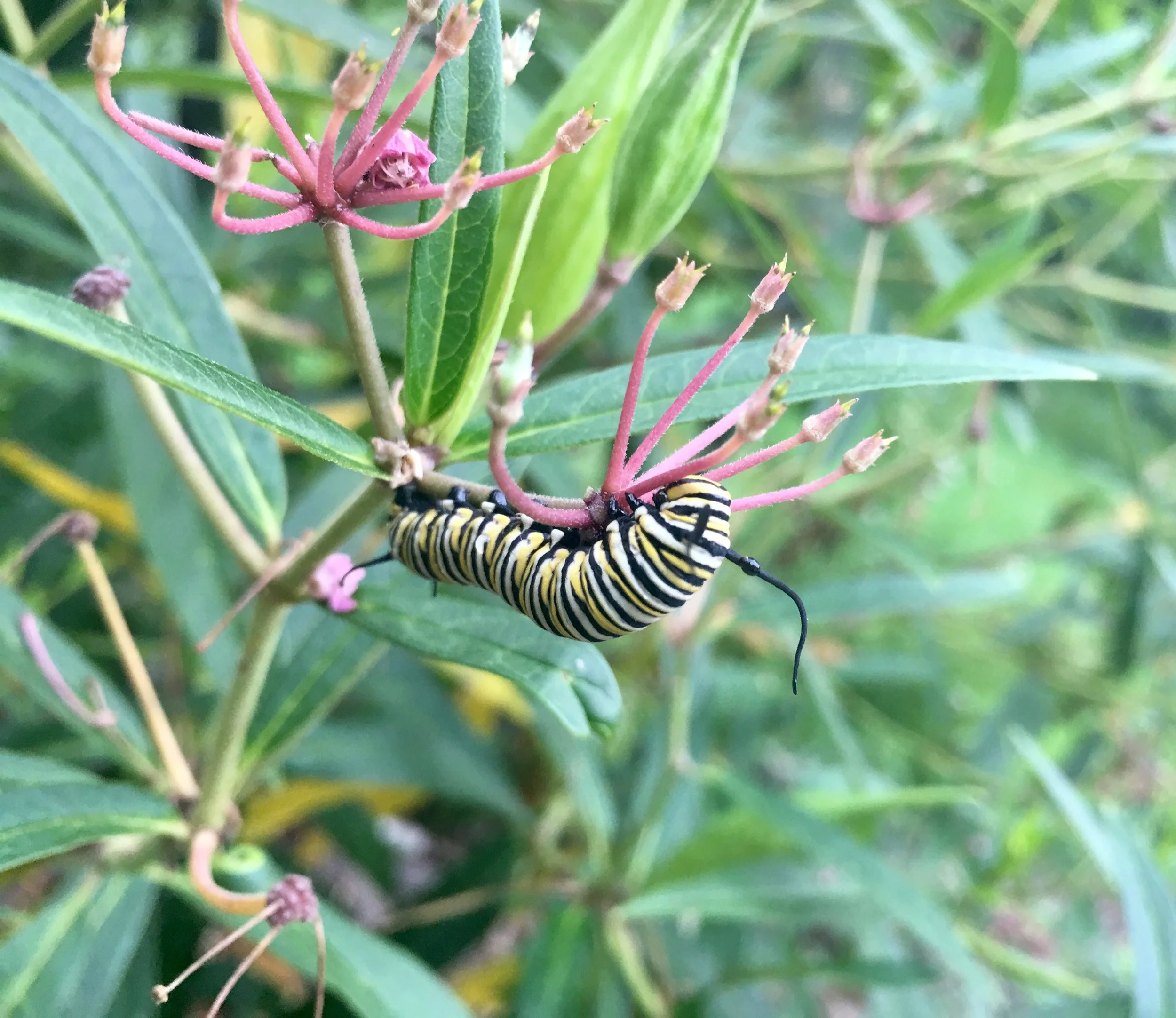 The North American Butterfly Association says, “If we can save butterflies, we can save ourselves.”