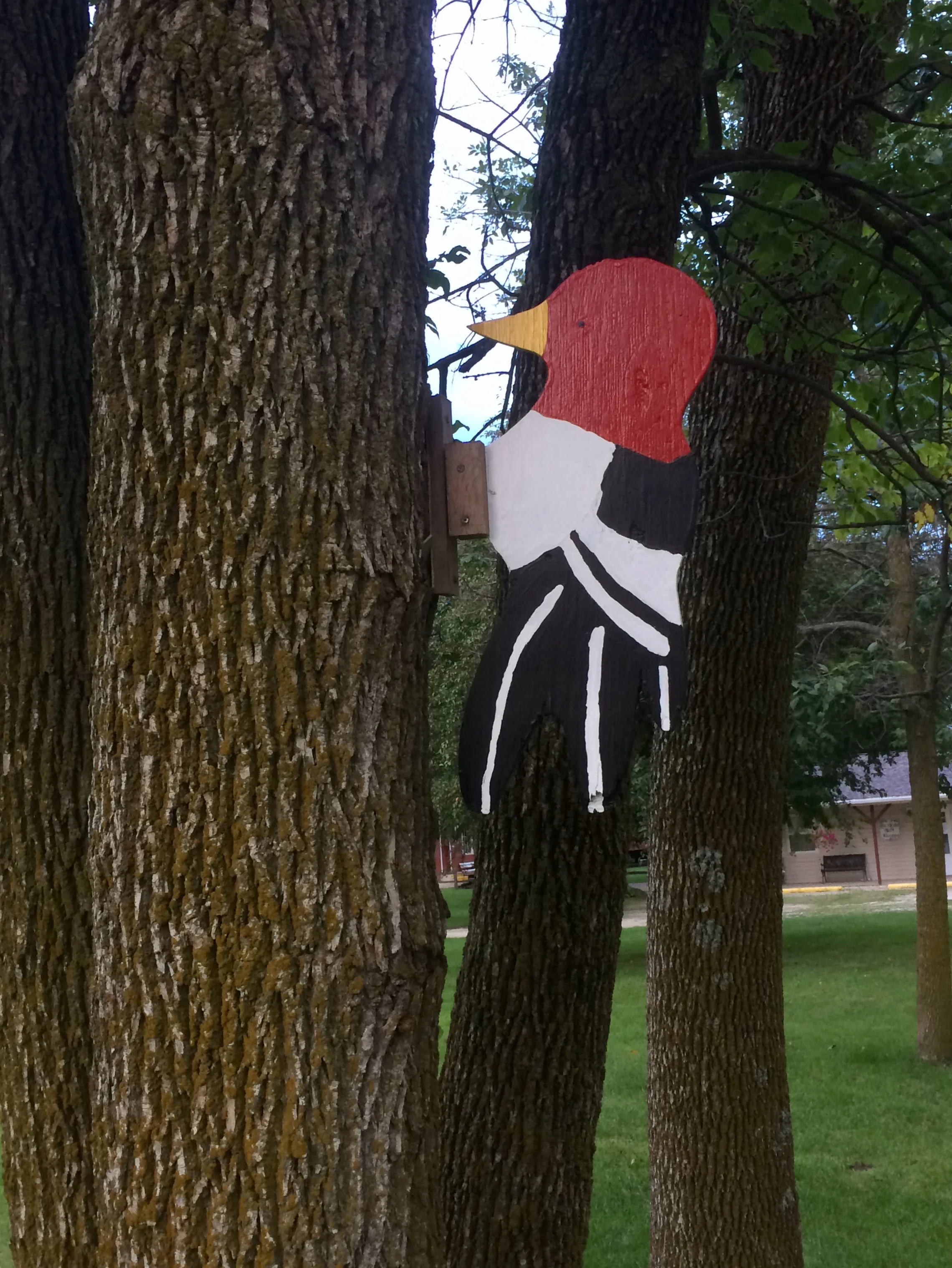 Interesting bark.